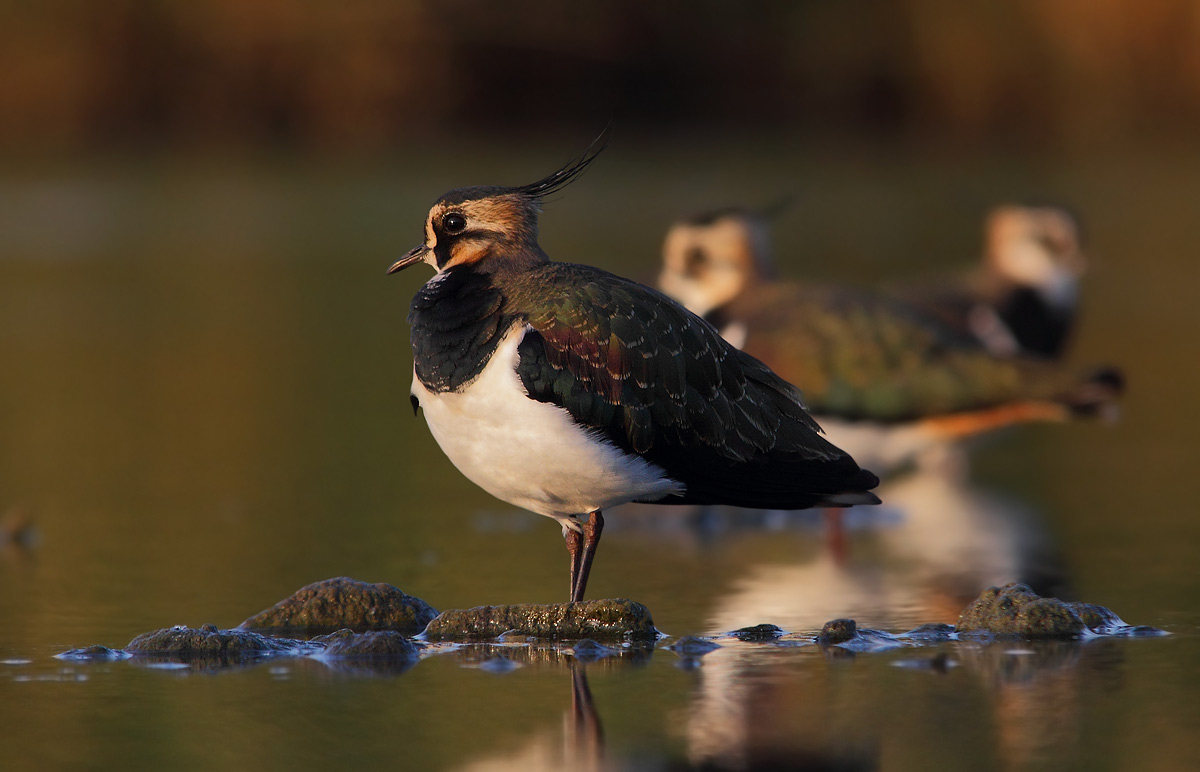 Lapwings