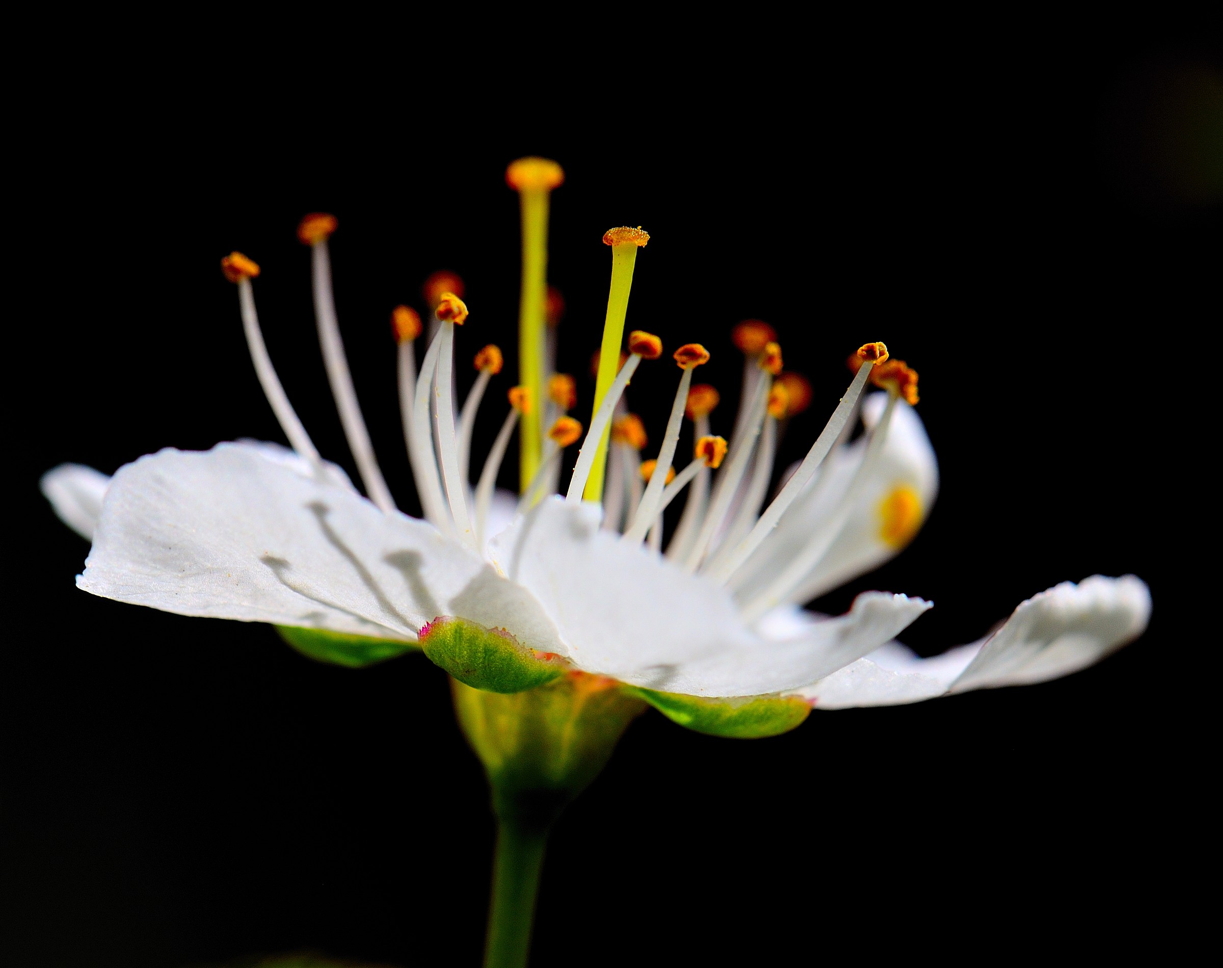 Vecchie foto ritrovate - fiore