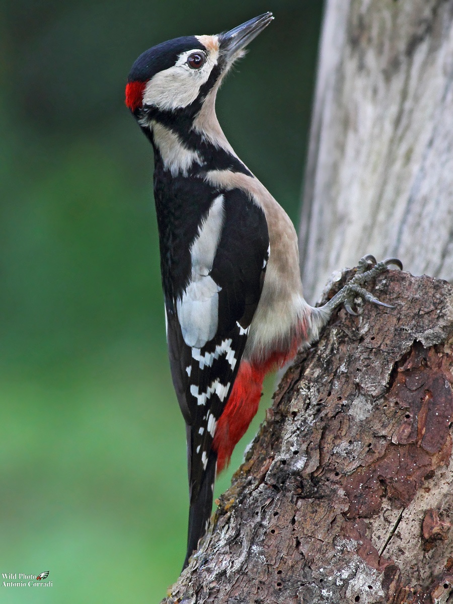 Picchio Rosso Maschio