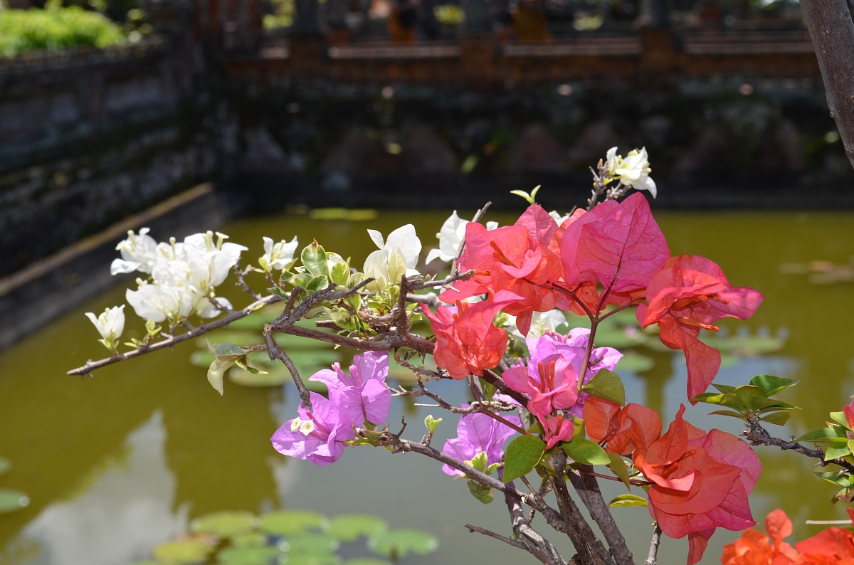 innesti della stessa pianta