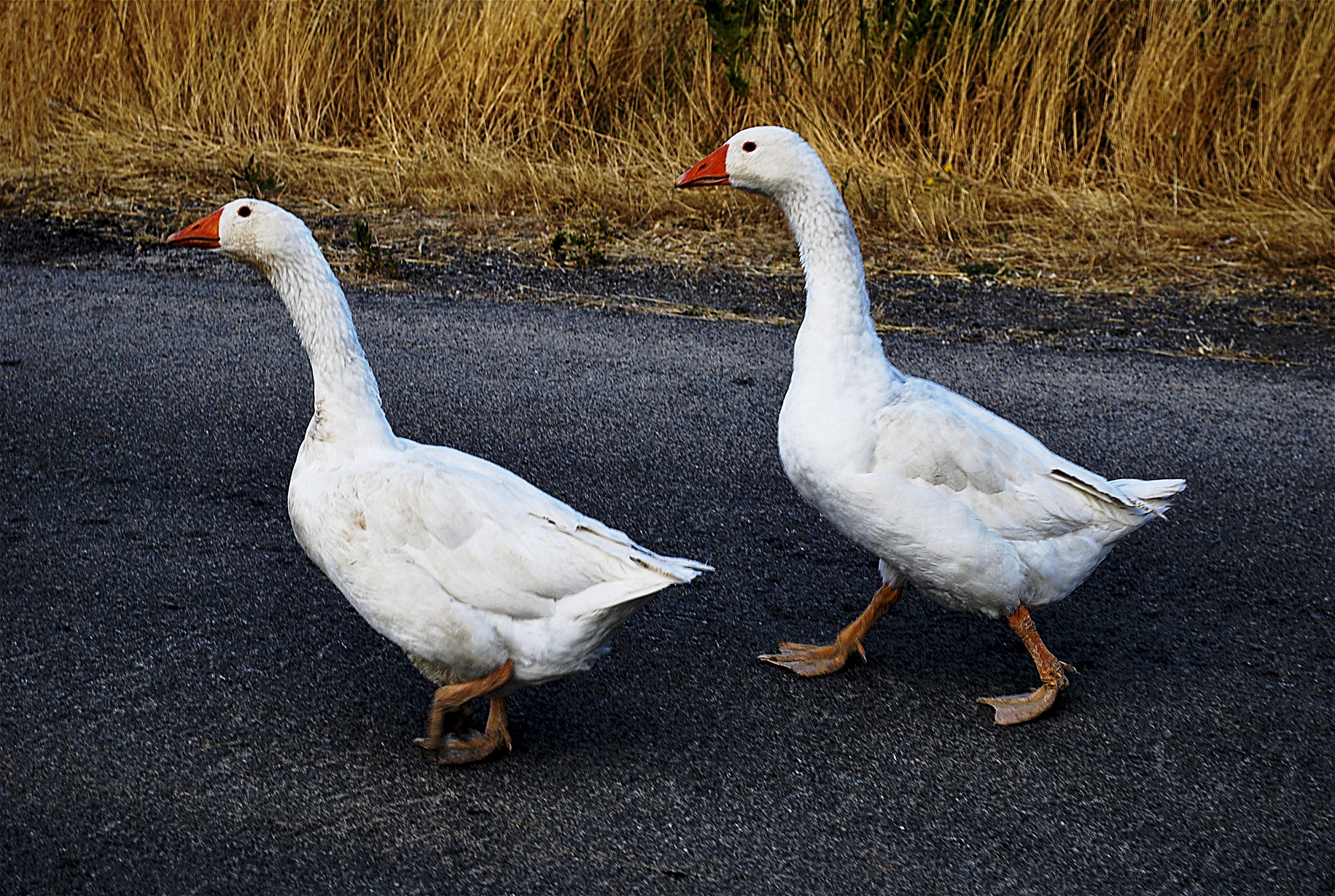 Gwendolyn and Adelina Blabla
