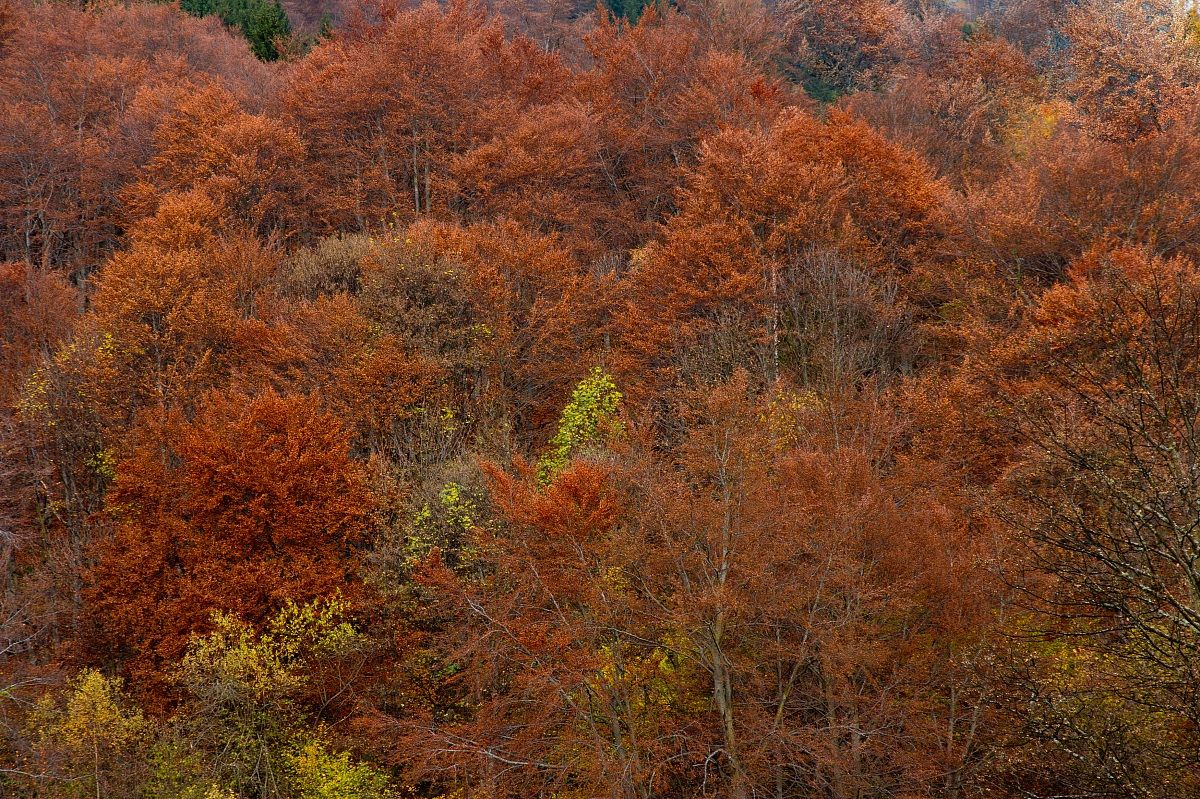 beech trees in autumn