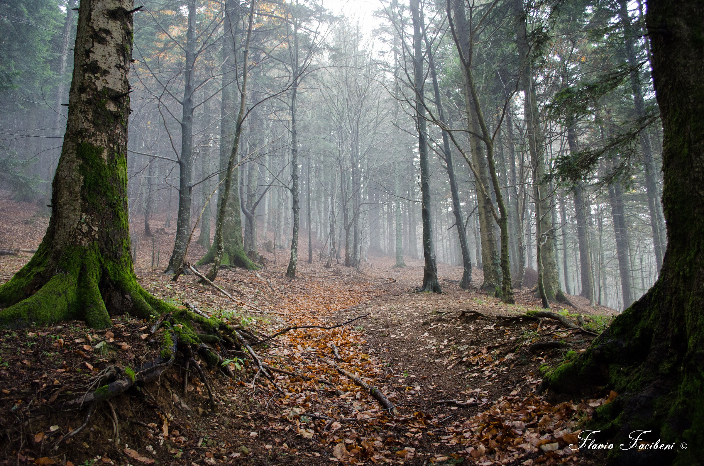 Nel silenzio del bosco