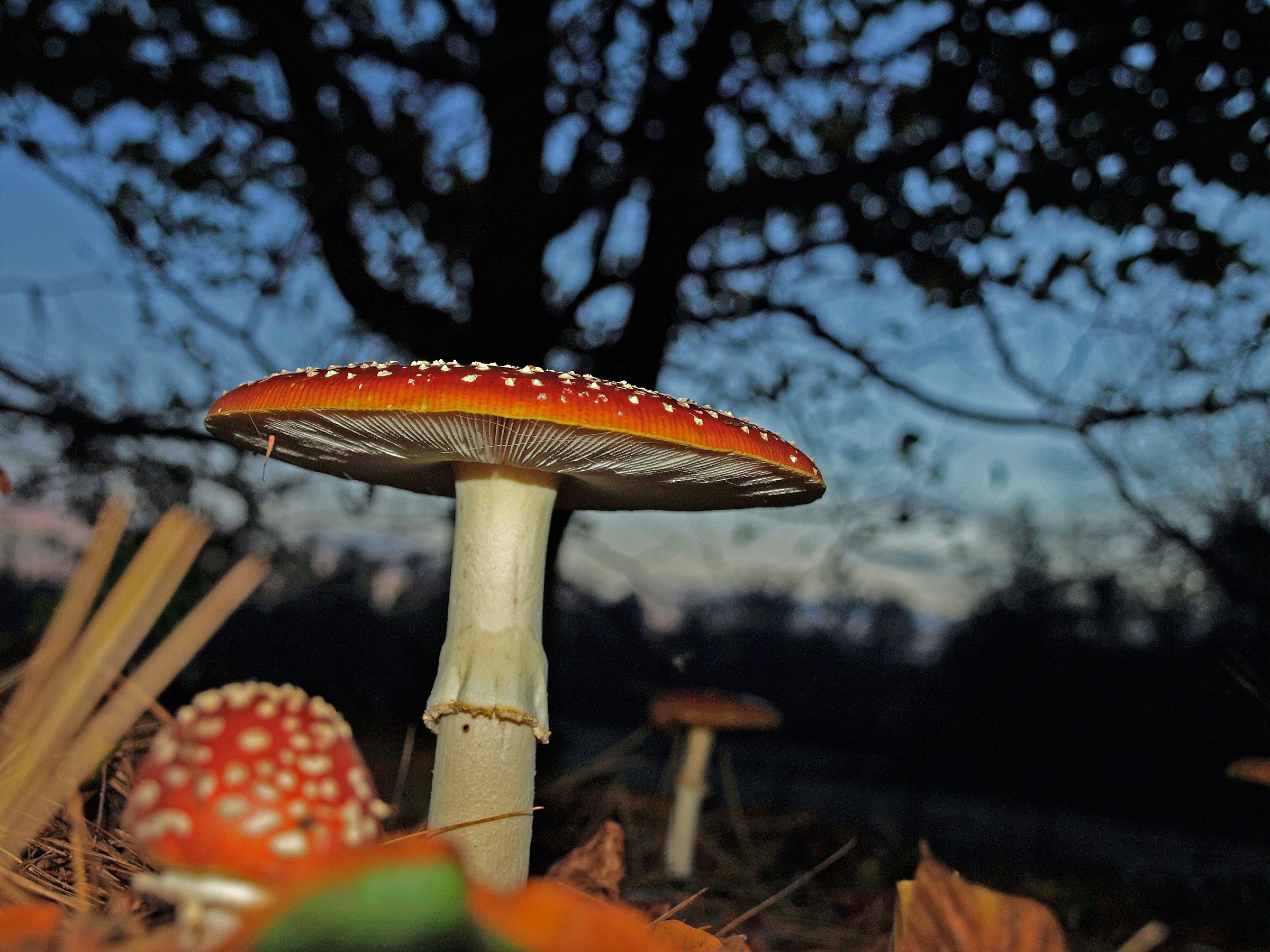 I colori dell'autunno