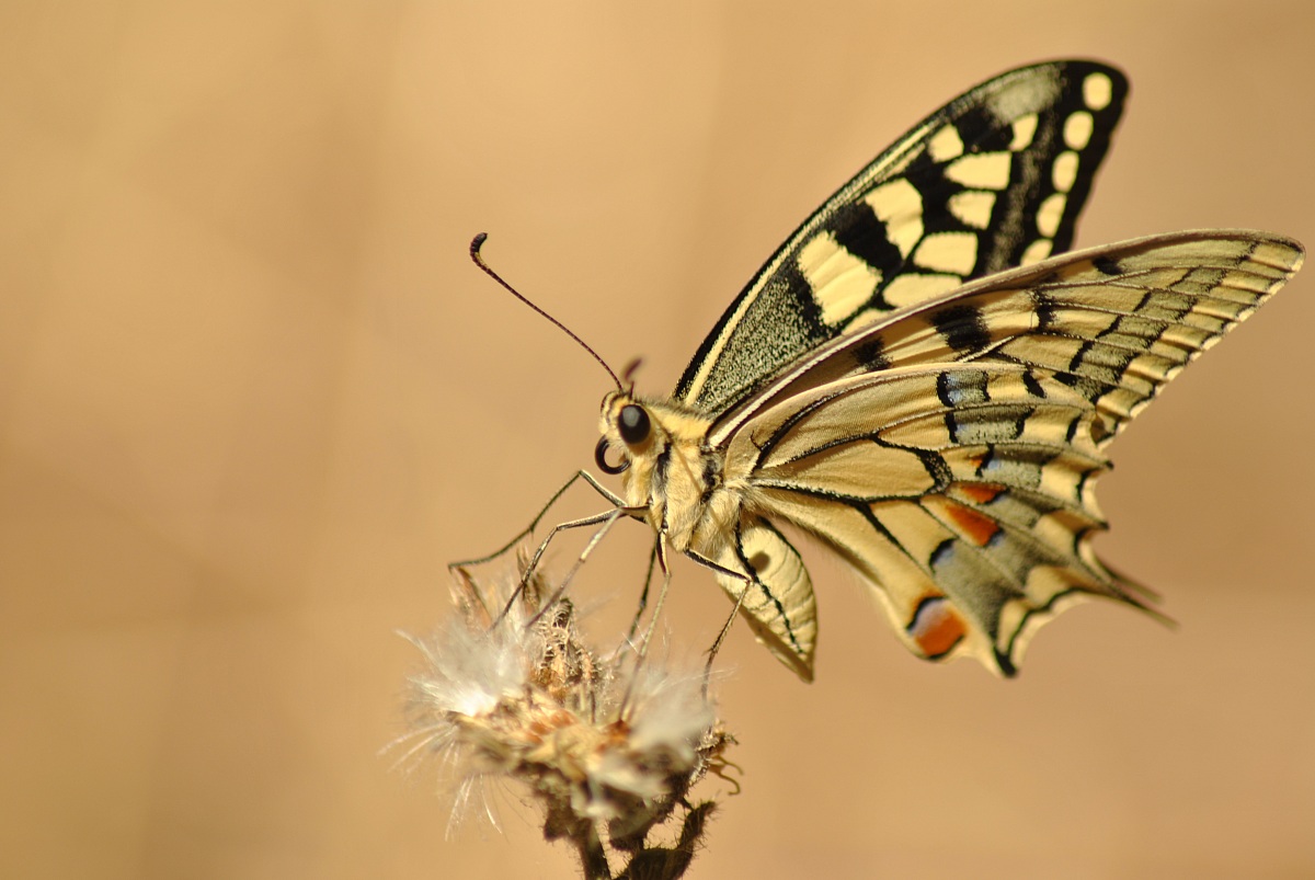 Papilio Machaon