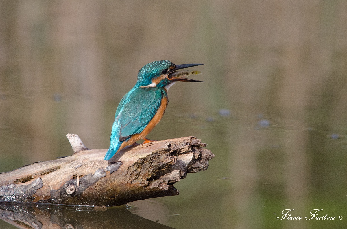 Martin Pescatore con Preda