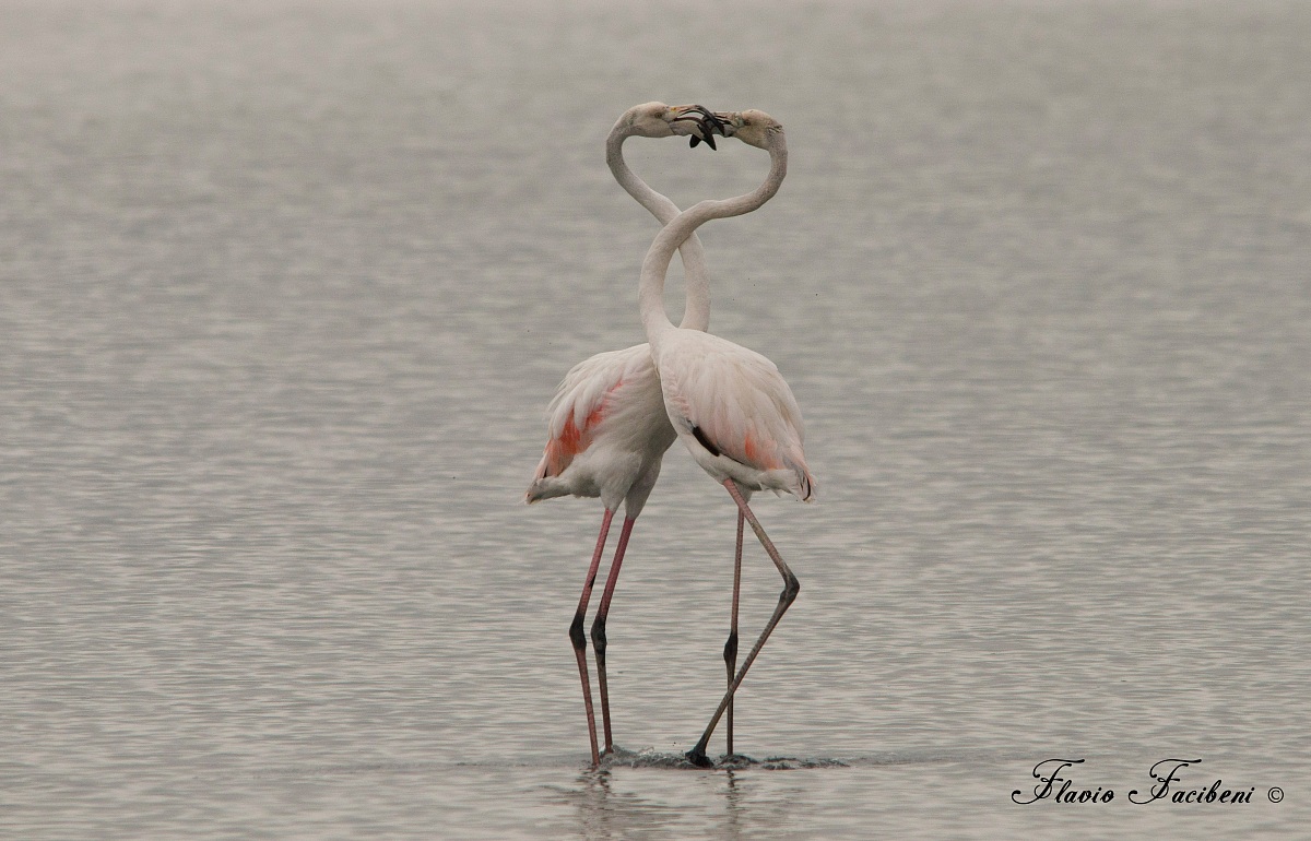 L'amore tra fenicotteri