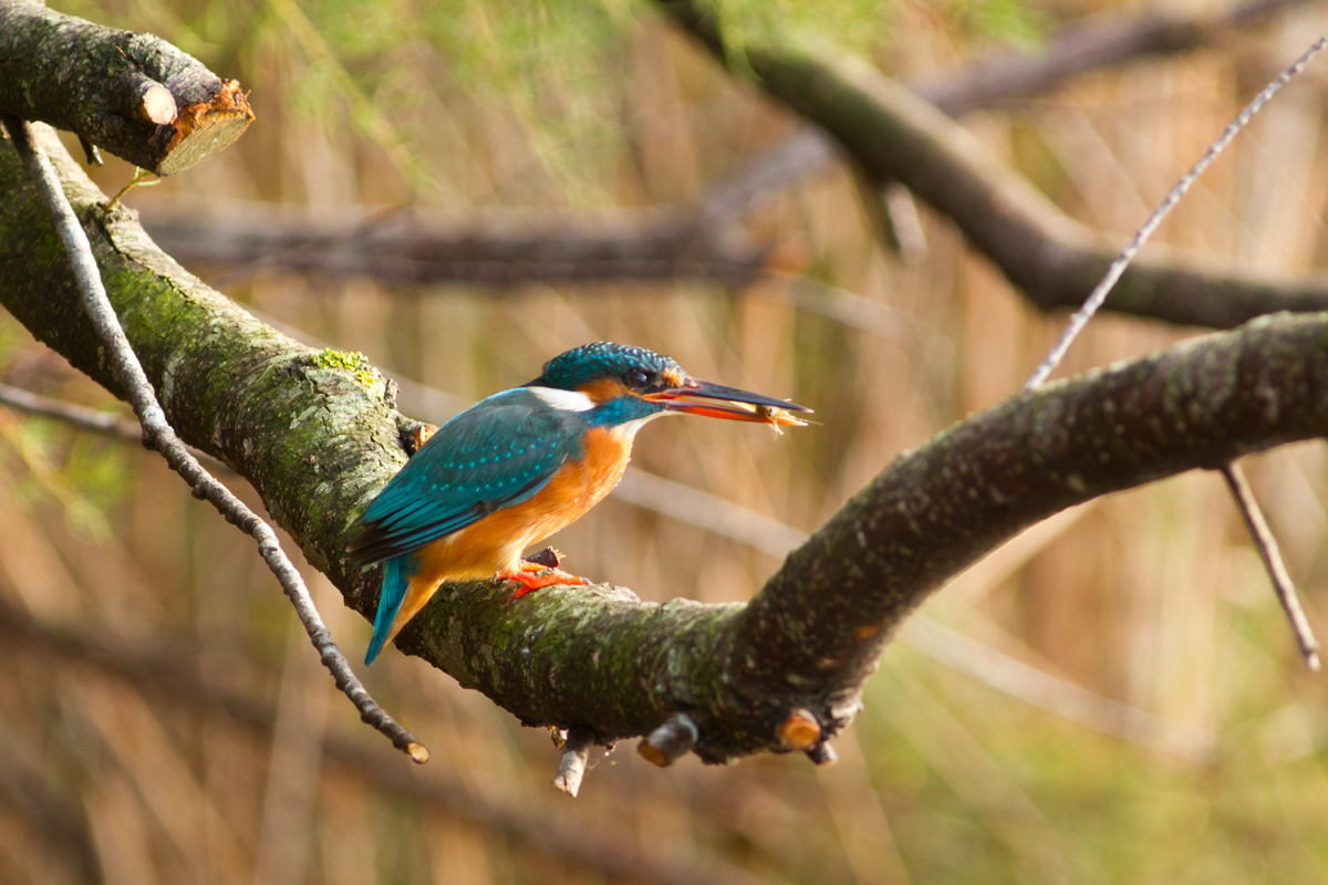 Kingfisher