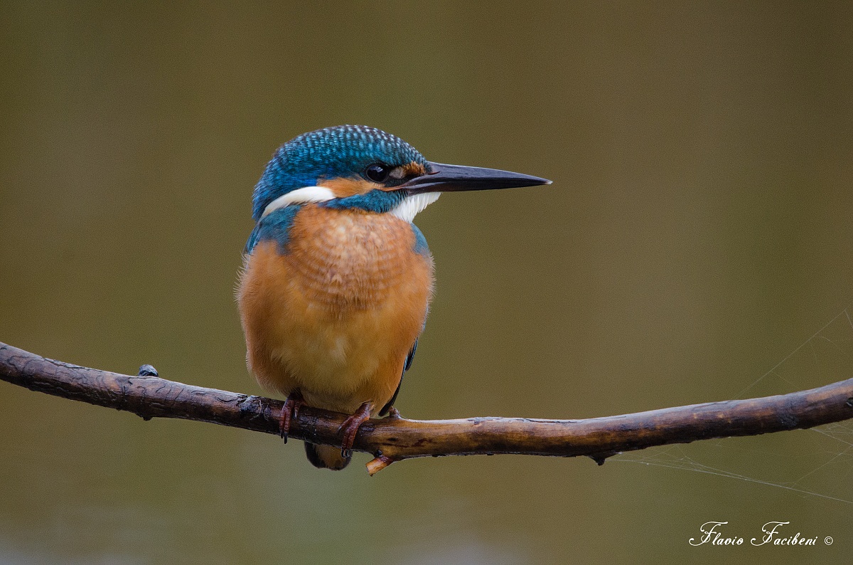 Martin Pescatore . Kingfisher