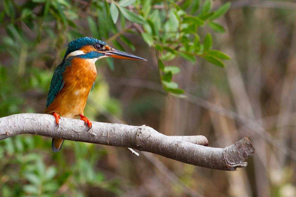 Kingfisher