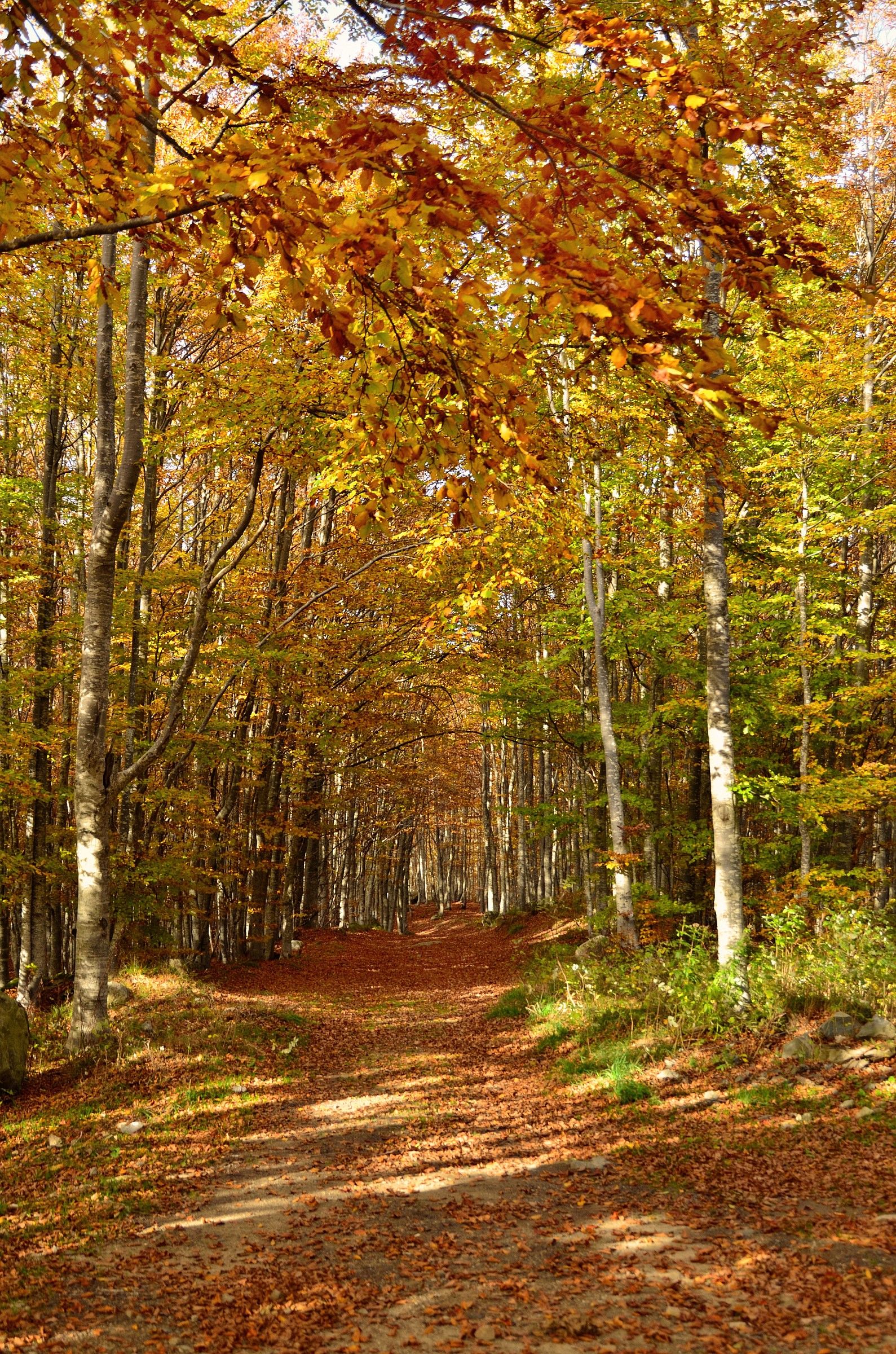 The road in the woods
