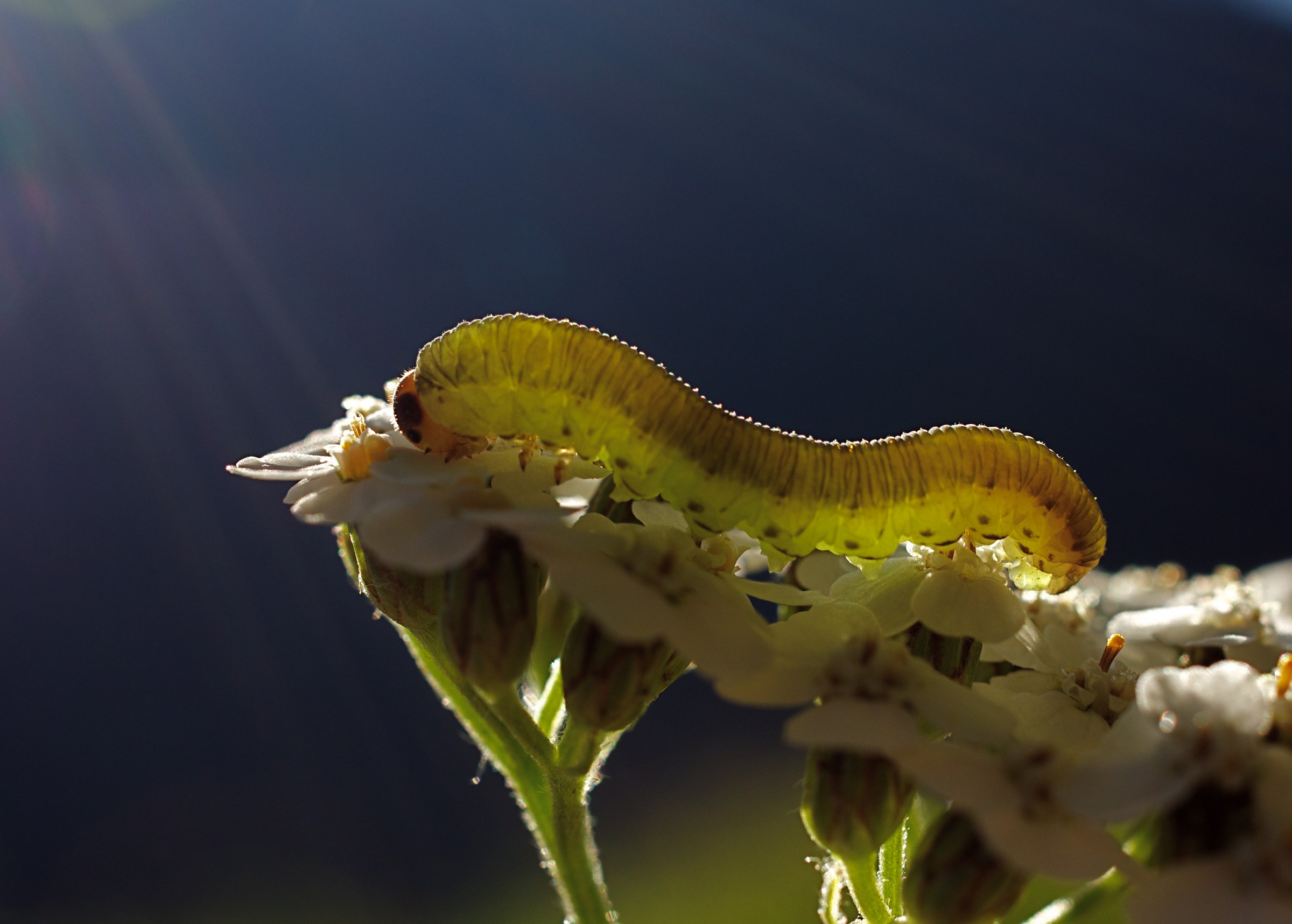 Nella luce del mattino