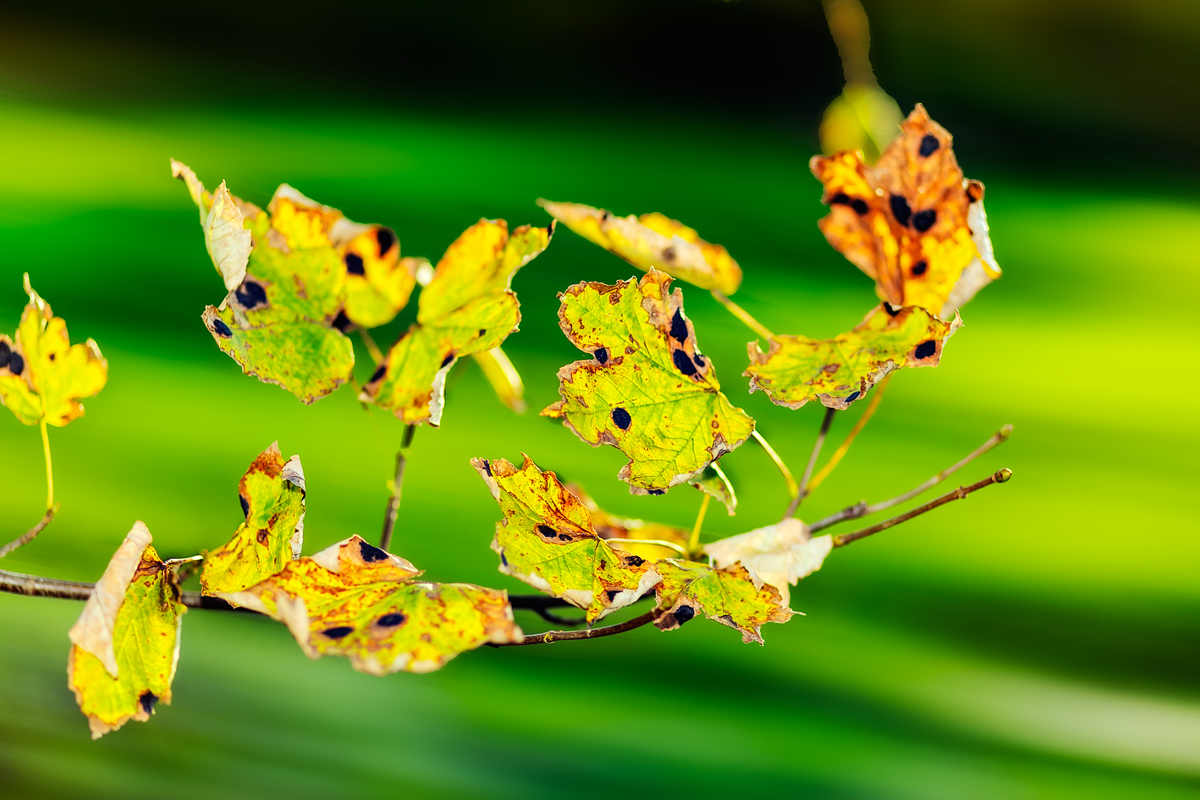 Autunno le foglie al vento