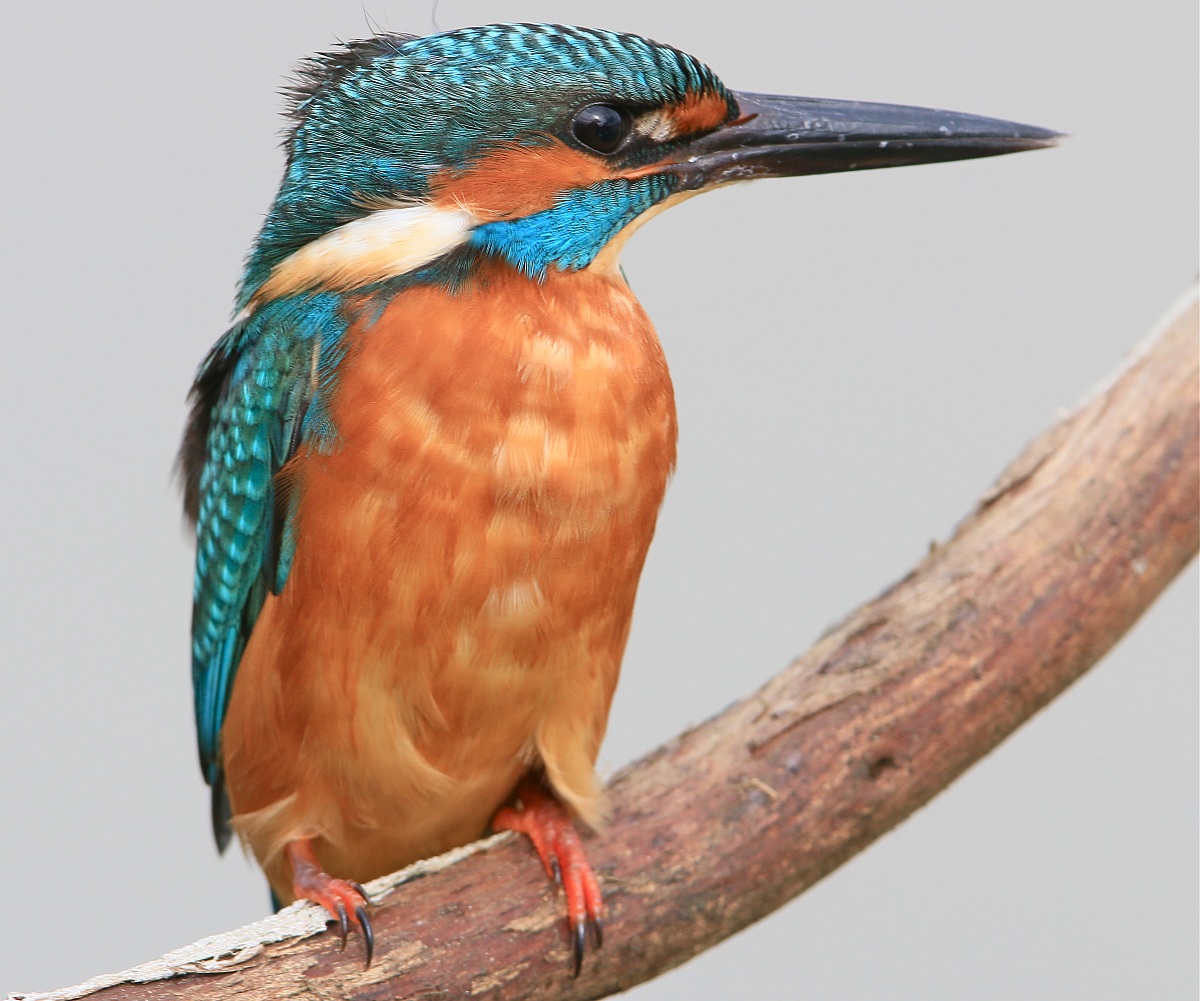 Mobile shed windswept