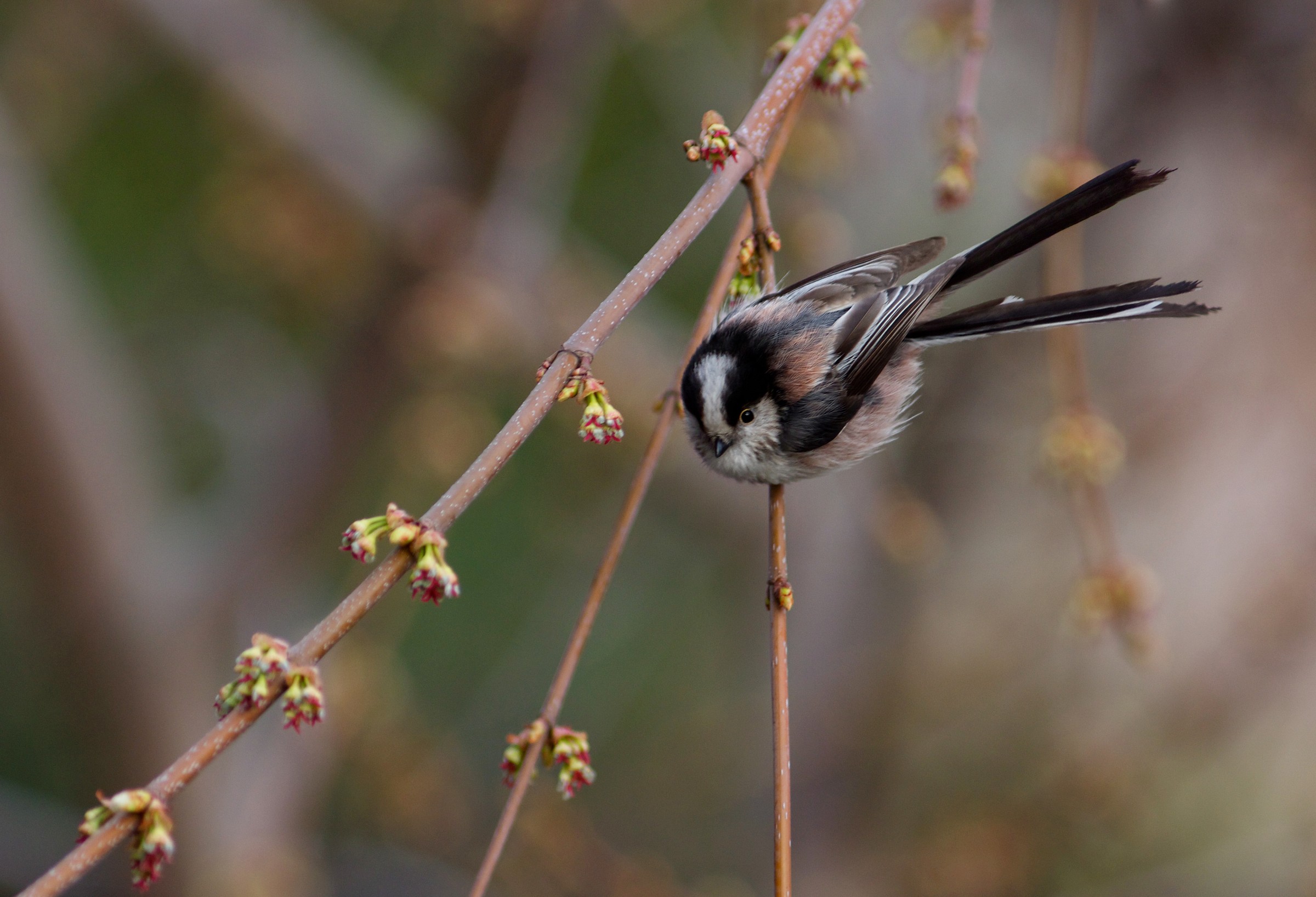 Long-tailed Tit in courtship