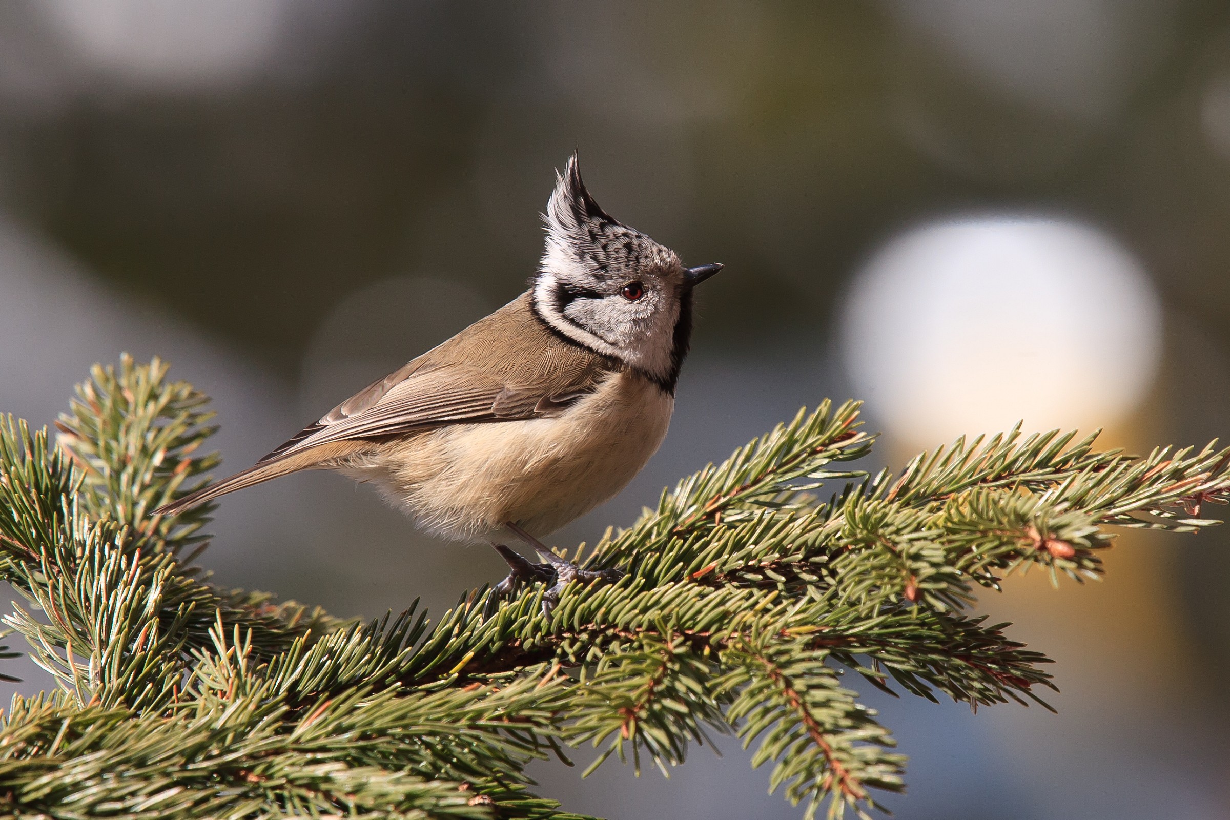 Cincia dal ciuffo di profilo