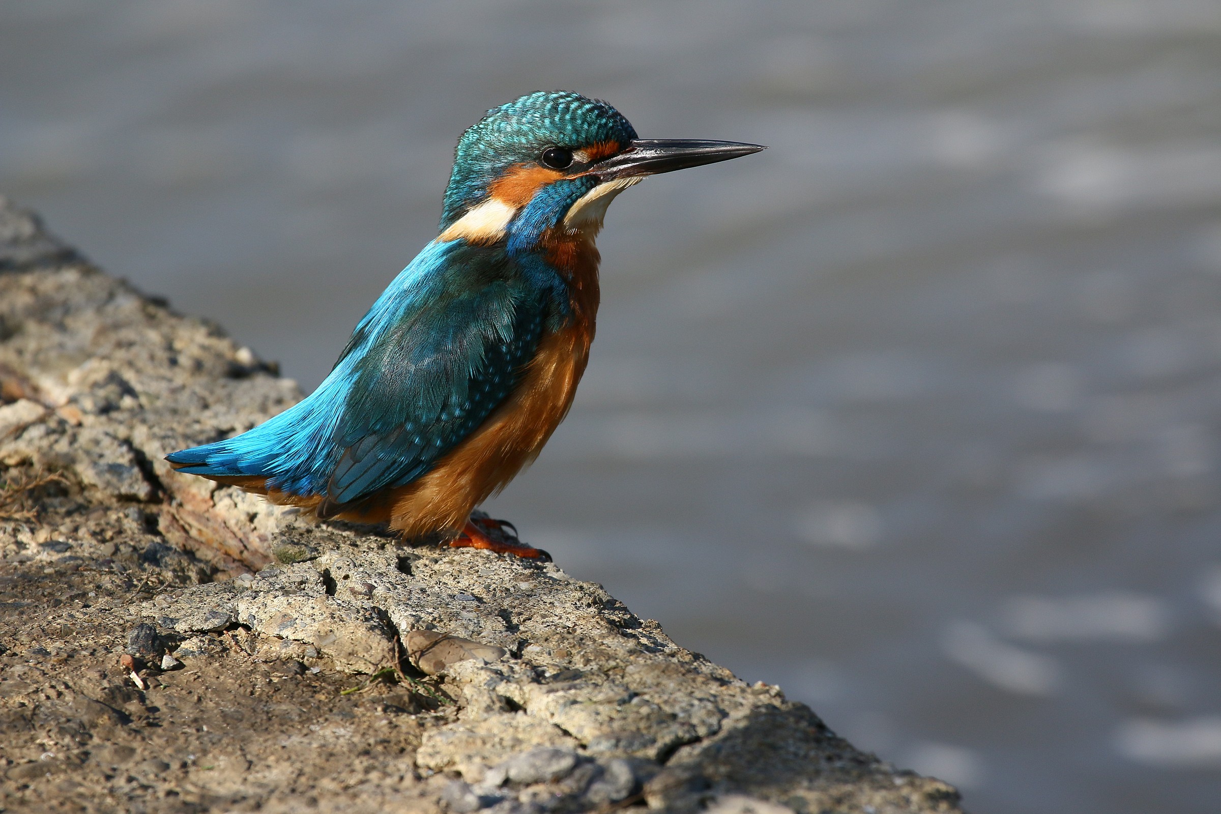 Martin roost unusual