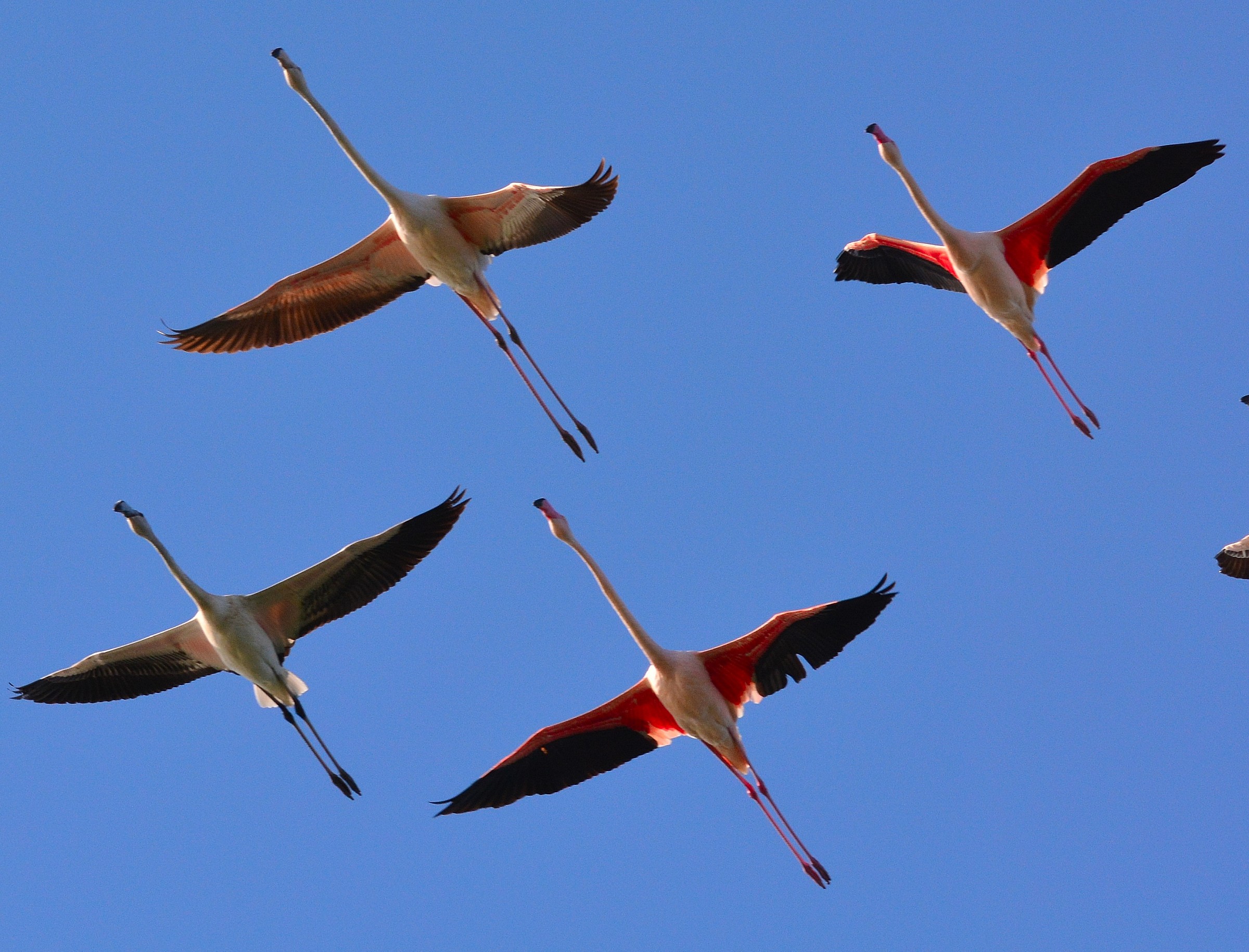 Flamingos in flight