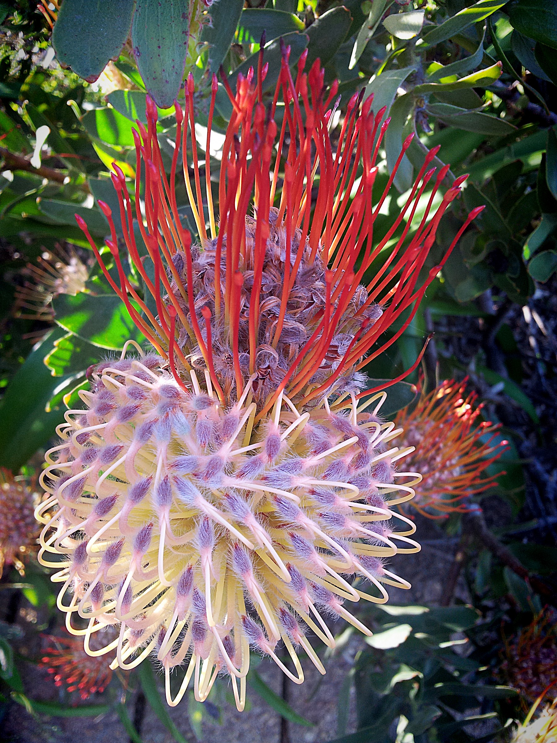 Un fiore a Città del Capo
