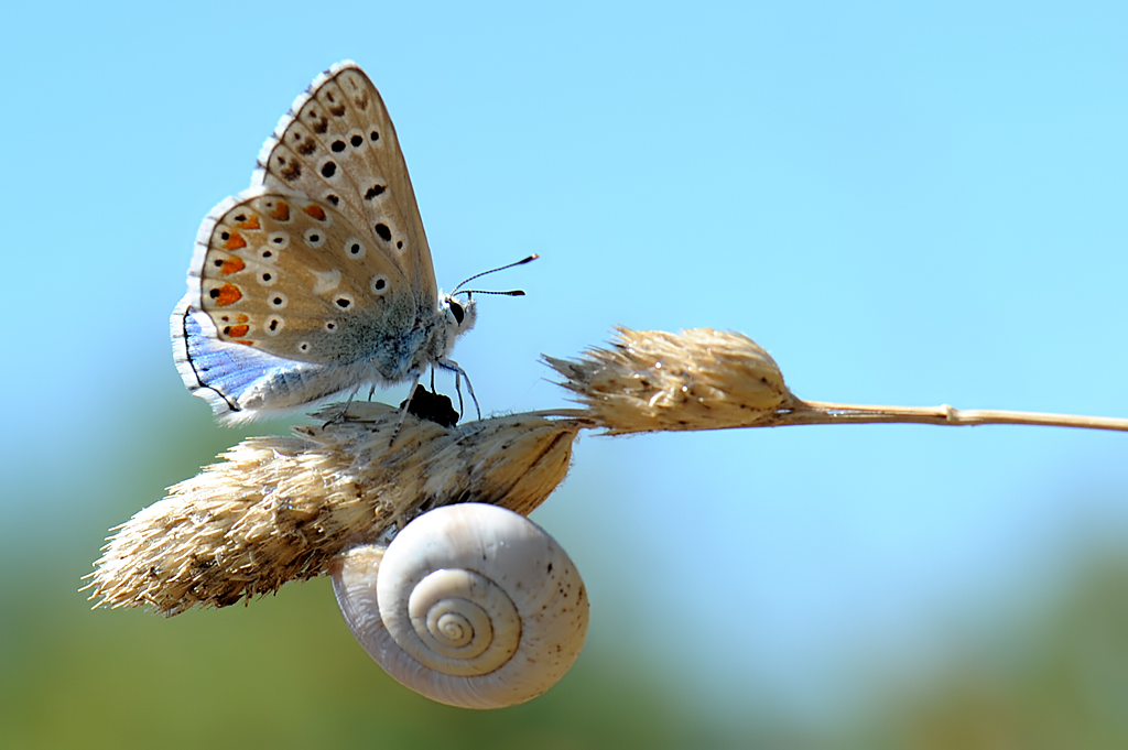 Polyommatus (Meleageria) bellargus