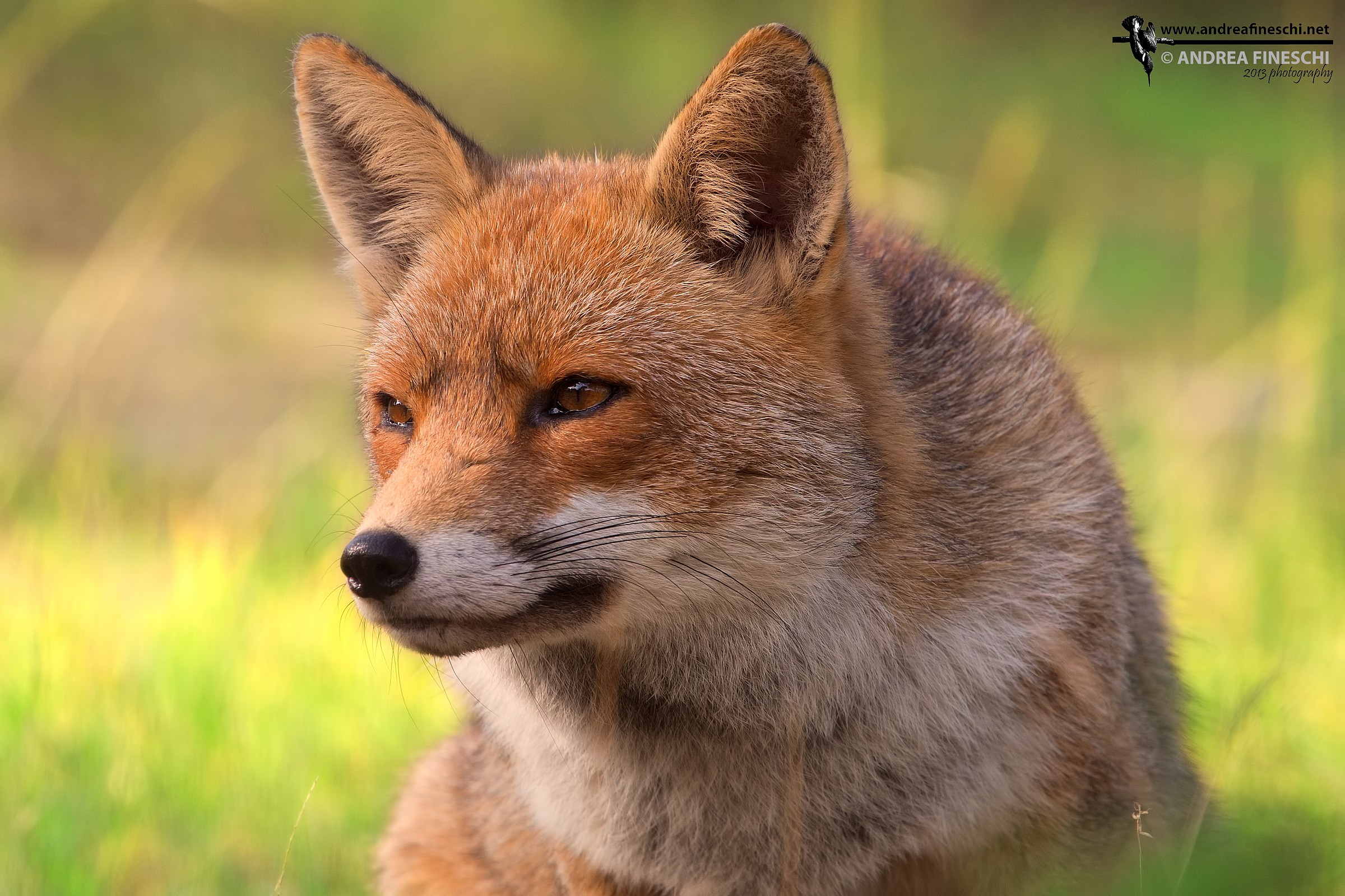 Red Fox: portrait