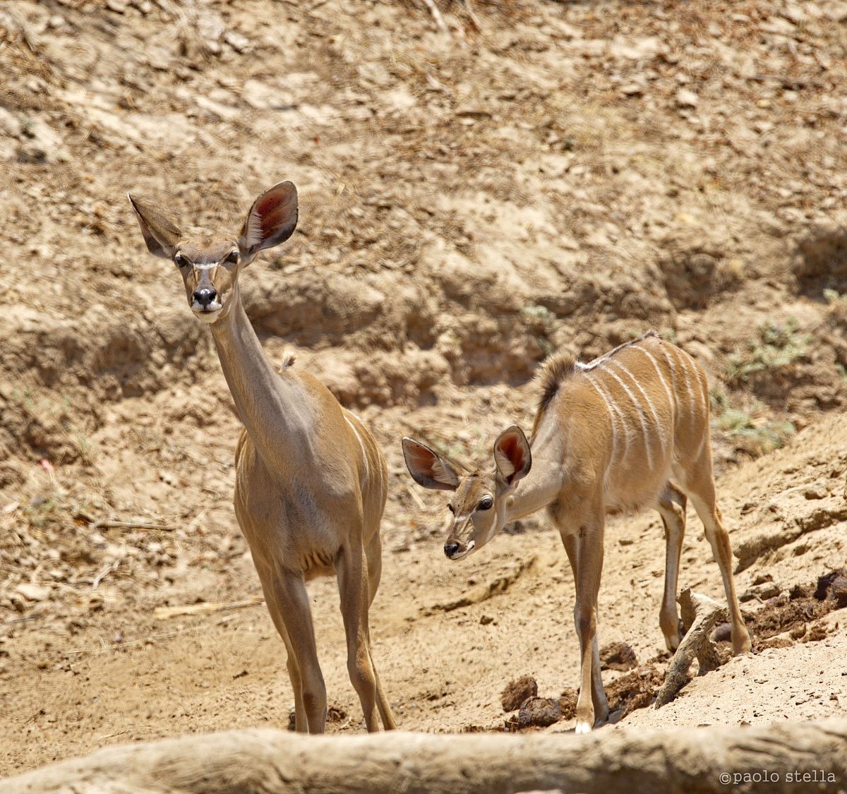 Bushbuck sospettosi
