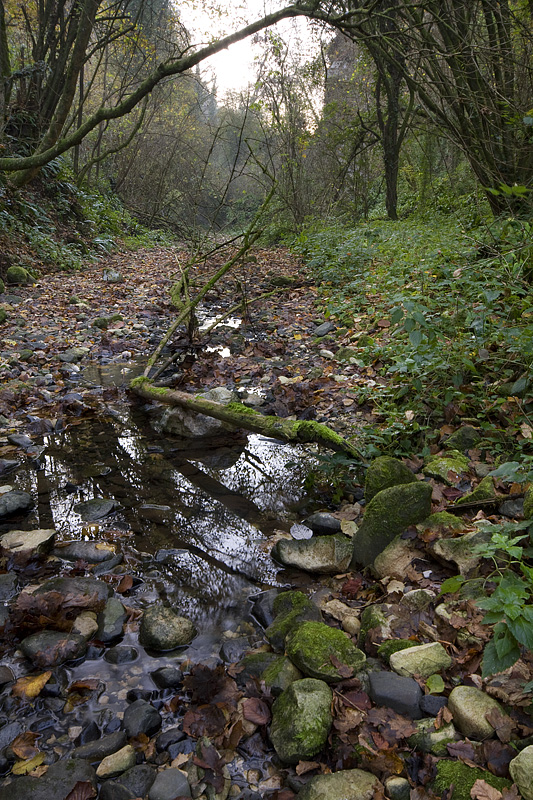 Val Borago. In the bed of the stream.