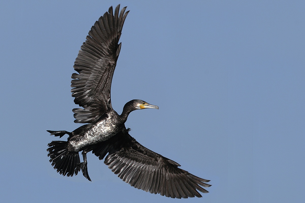 Cormorano in volo