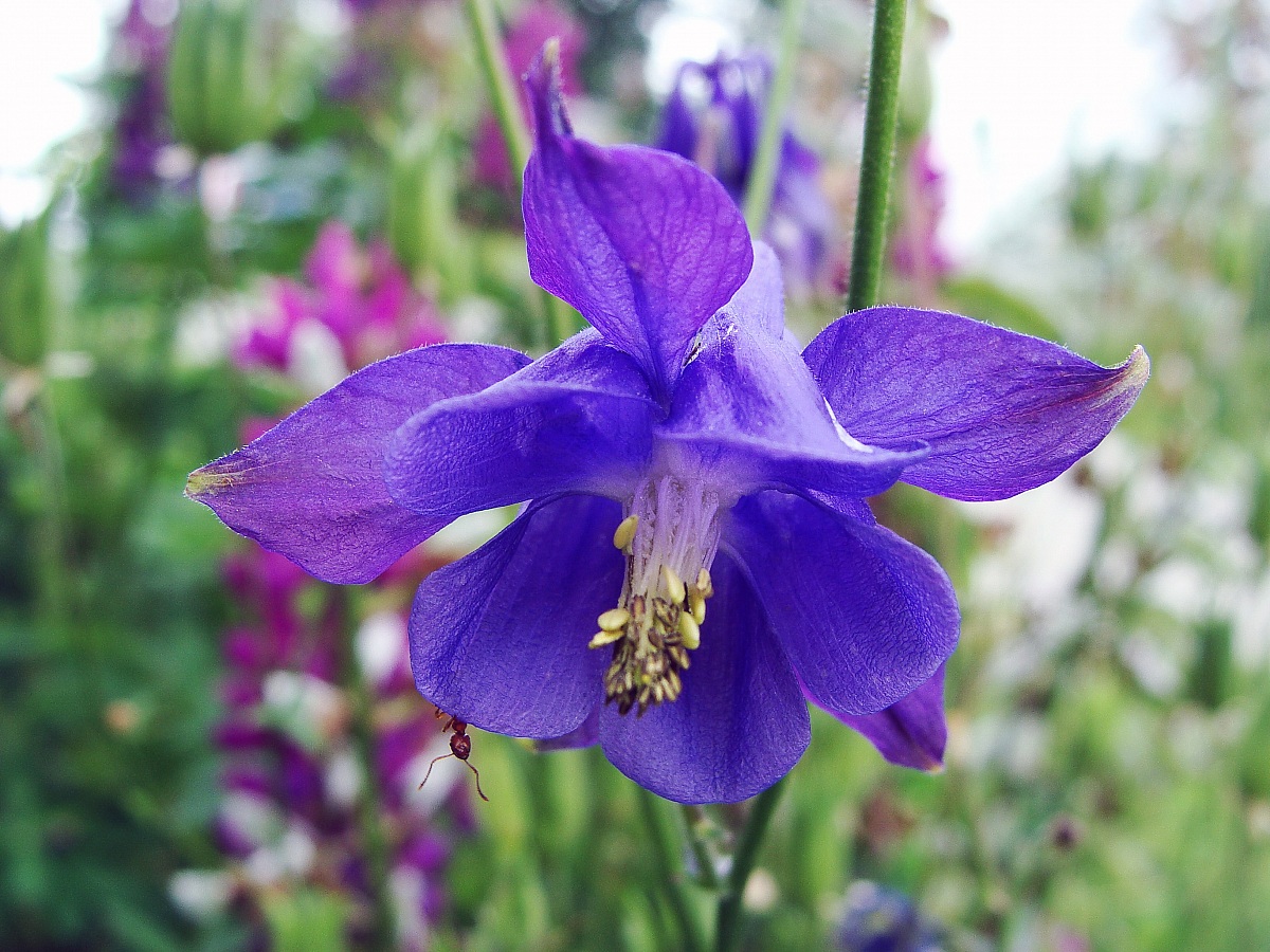 Curiosità di una formica