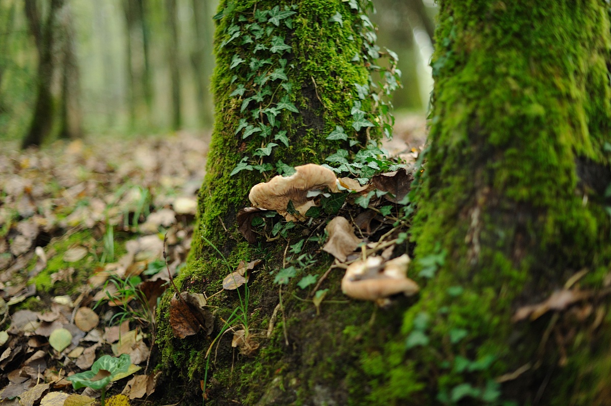 i frutti dell'autunno