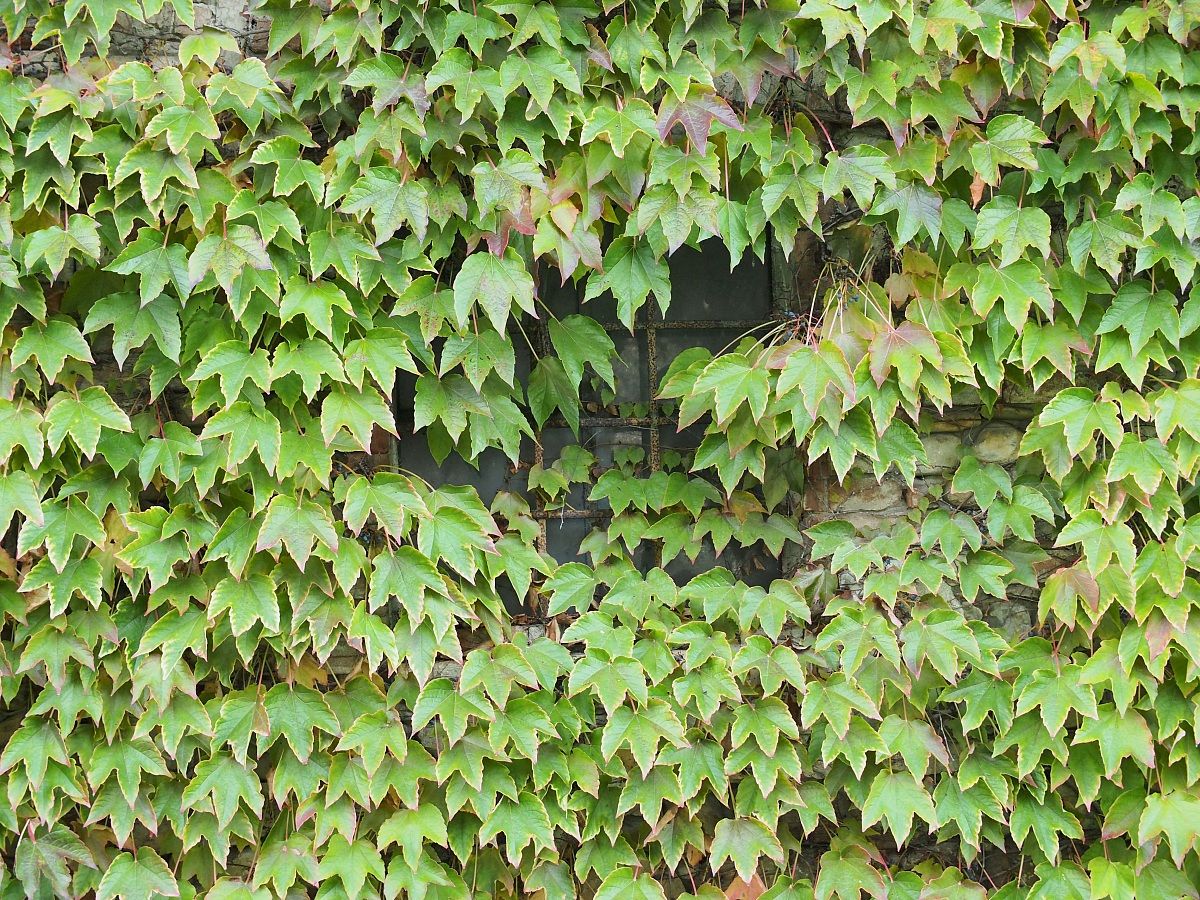 Parthenocissus Tricuspidata