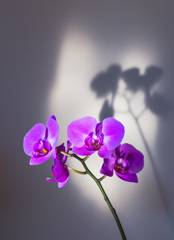 Orchid