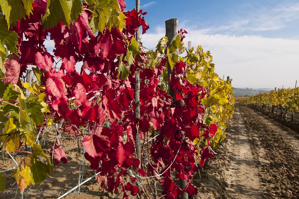 Vigneti di Montepulciano