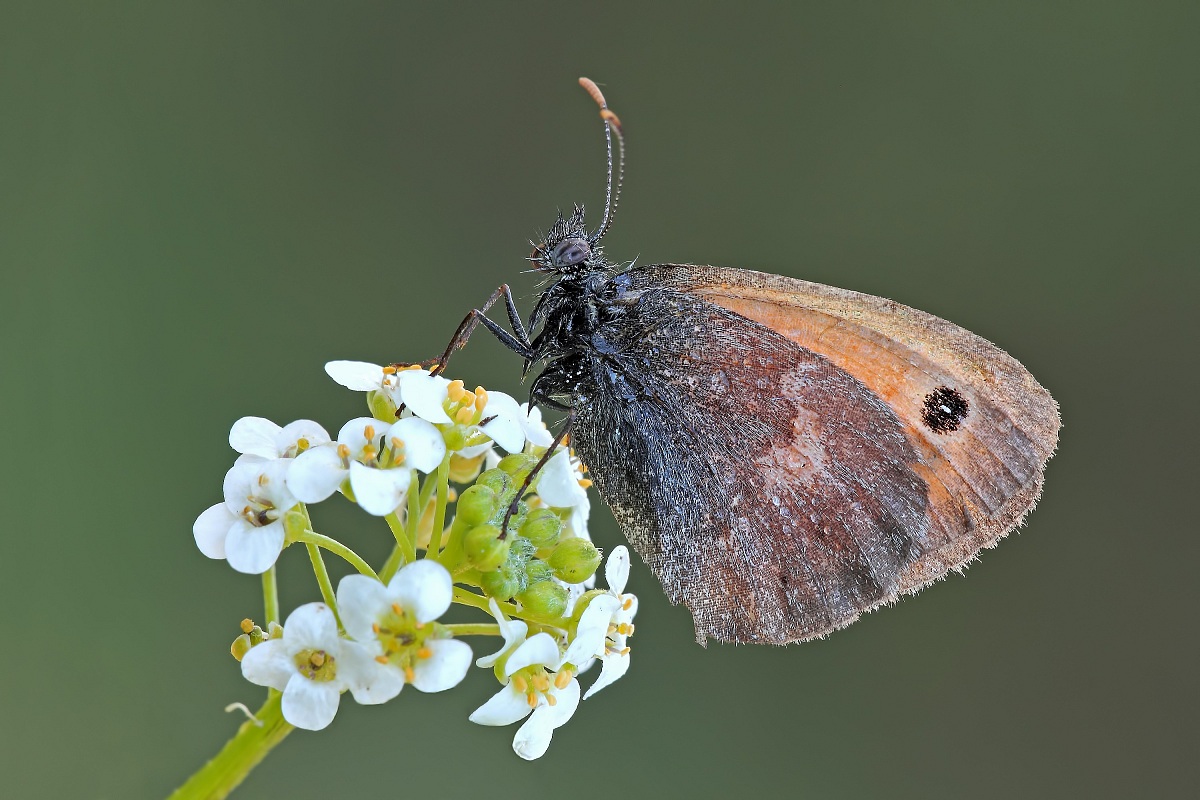 Quel Mazzolin Di Fiori...!
