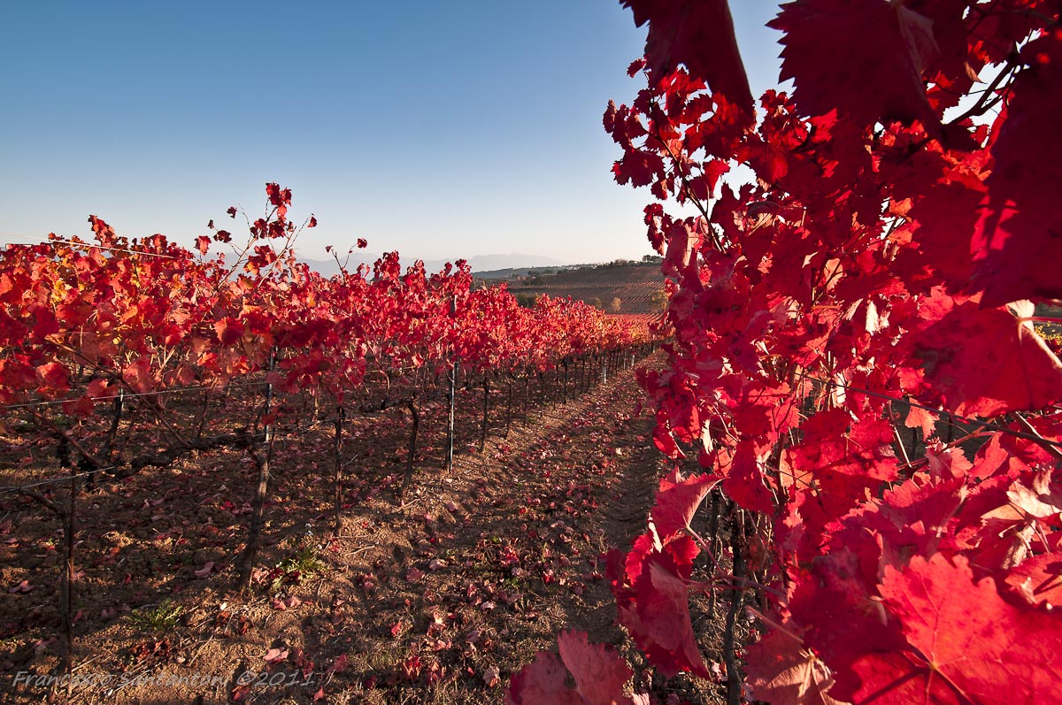 Vigneti di Montefalco