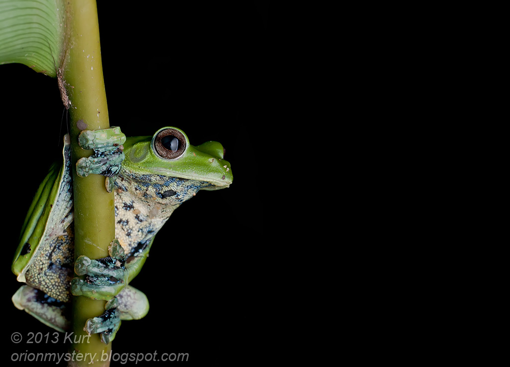 Volare Frog di Norhayati