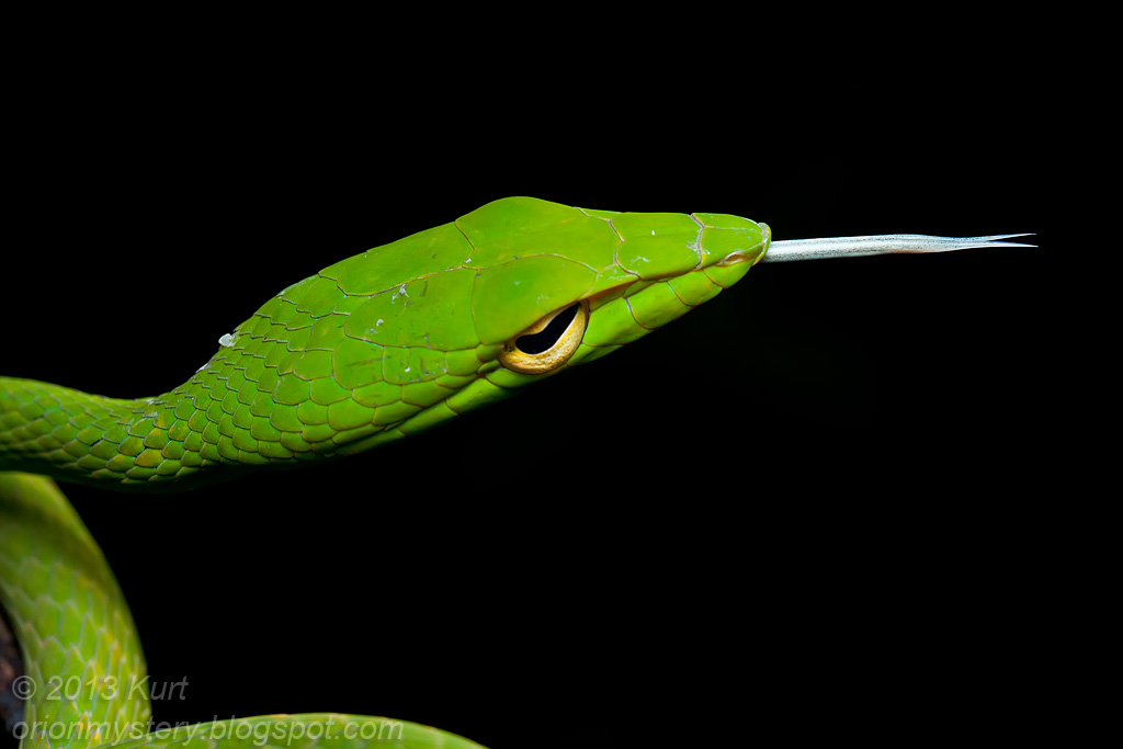 Oriental Whip Snake