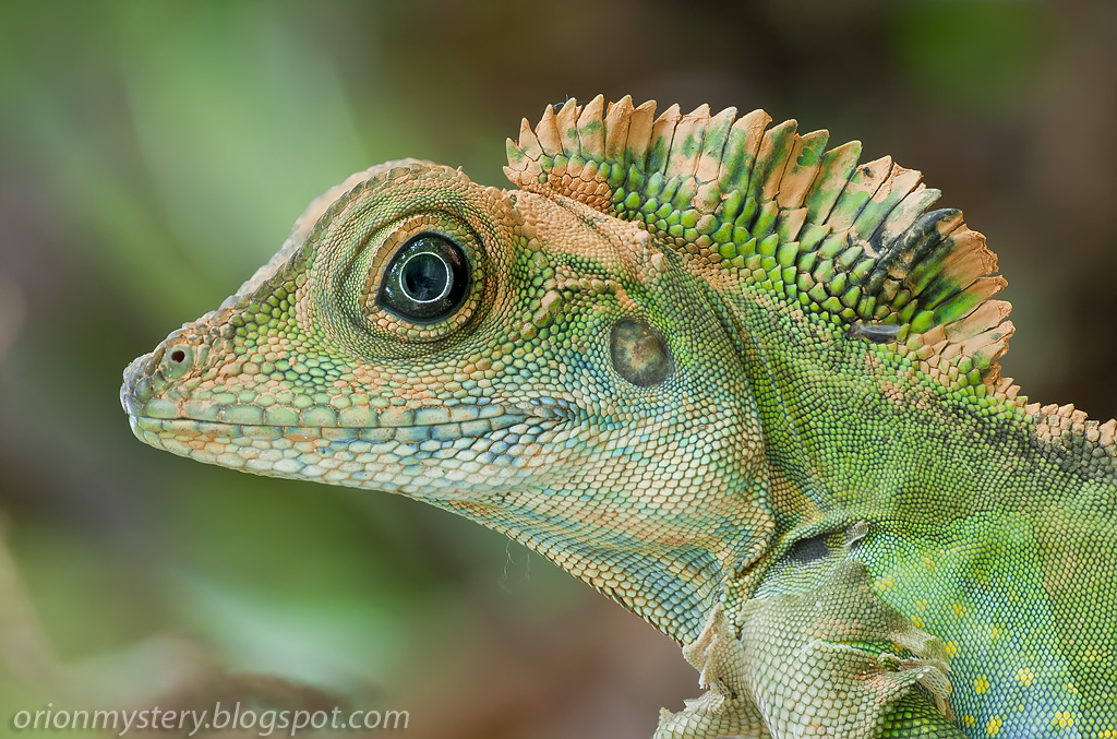 Grande angolo-testa Lizard