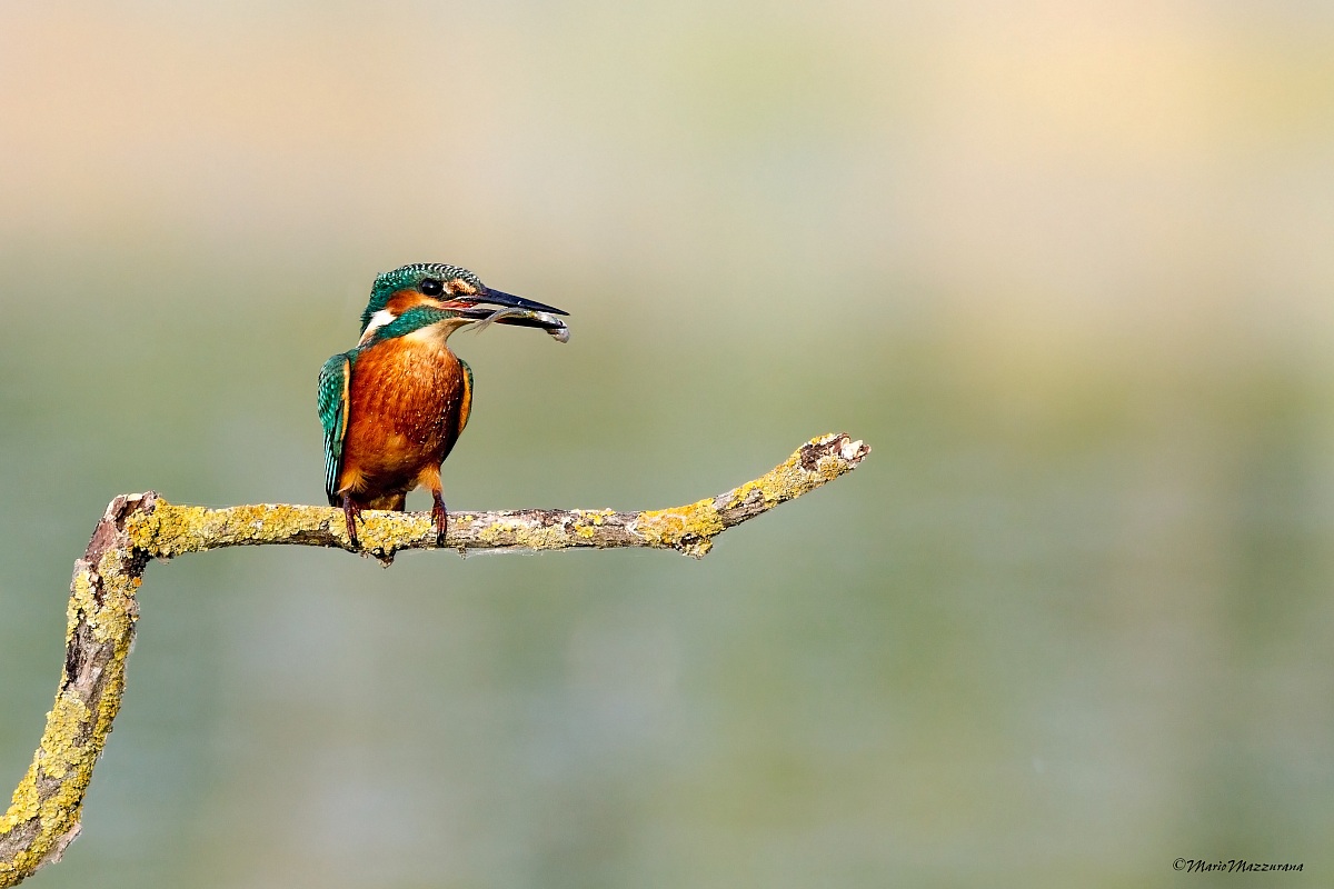 Kingfisher