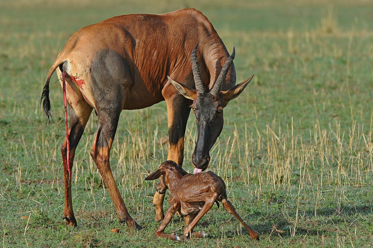 Alzati che dobbiamo andare!