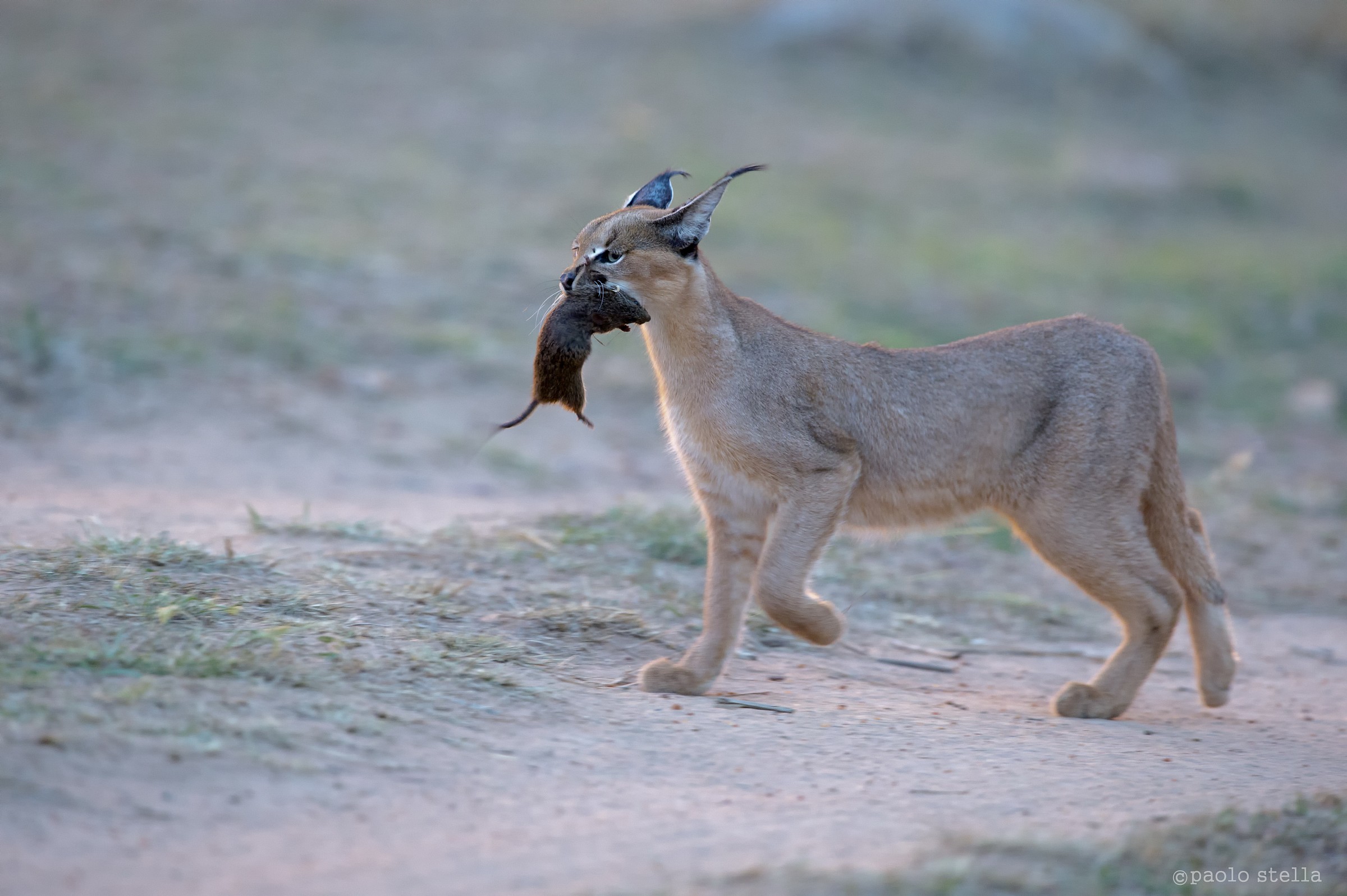 the baby with the prey