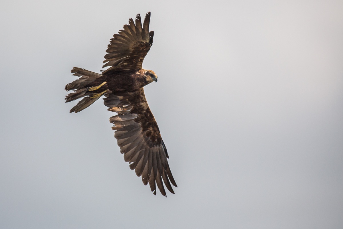 Marsh Harrier