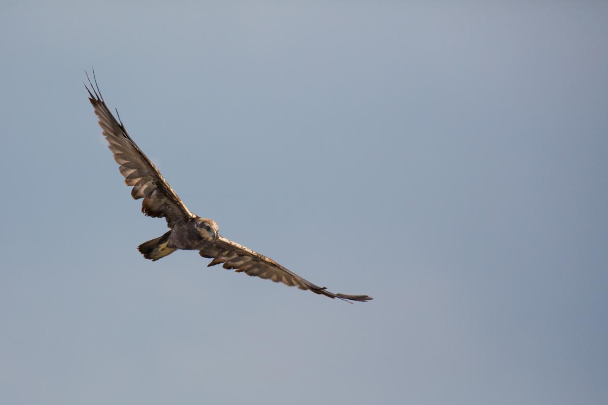 Marsh Harrier 2