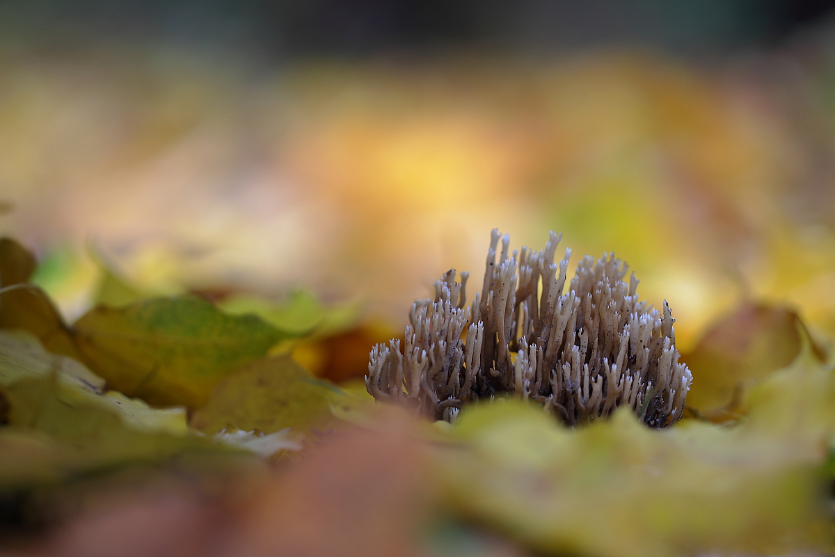 Ramaria stricta
