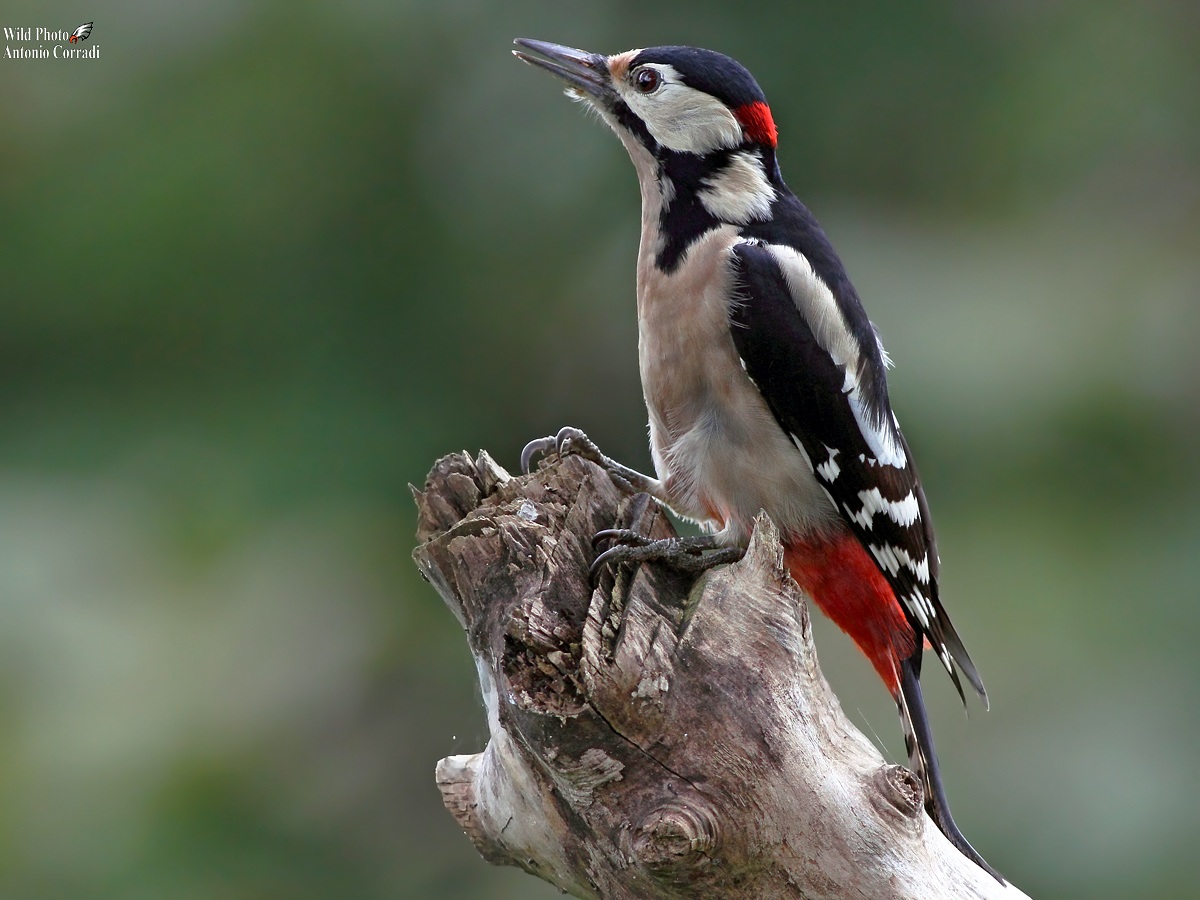 Picchio Rosso Maschio