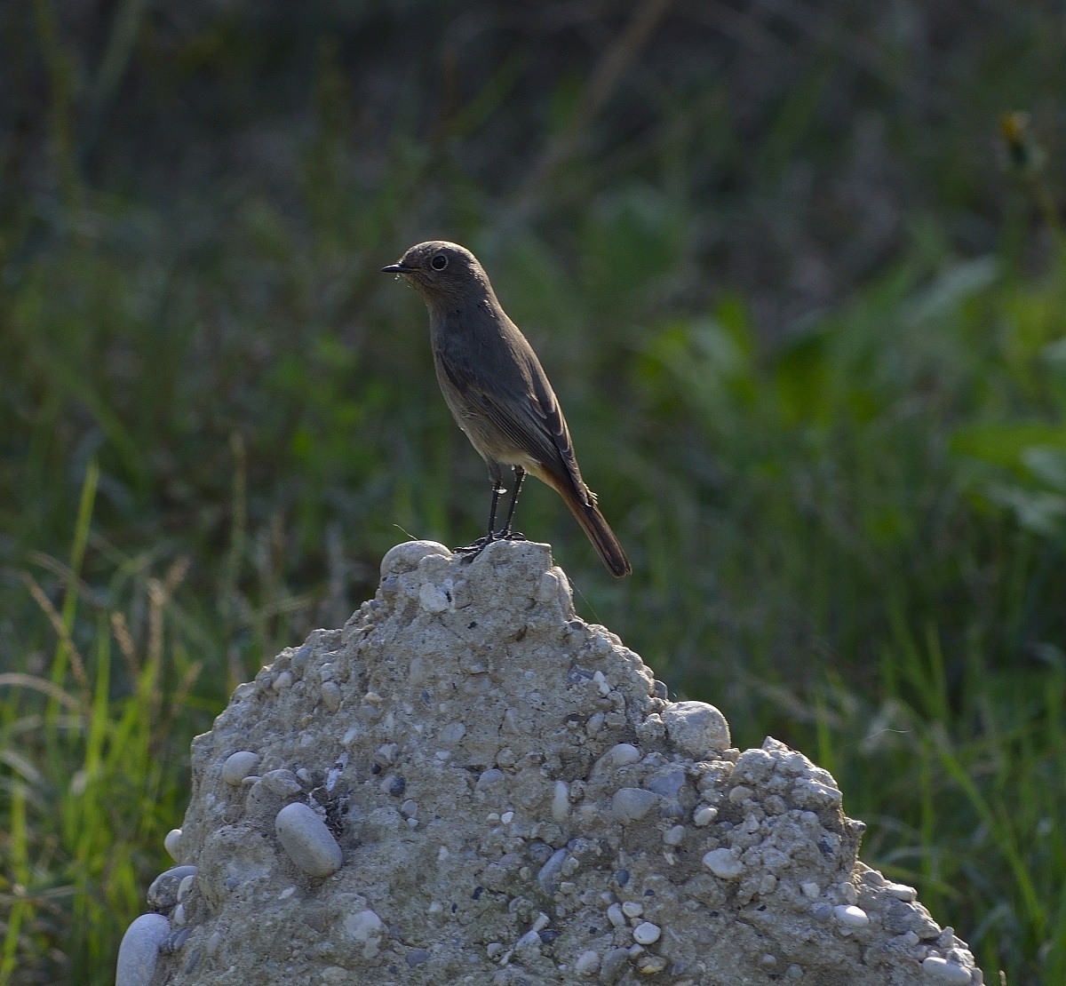 Redstart