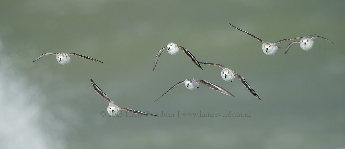 Sanderlings in Flight