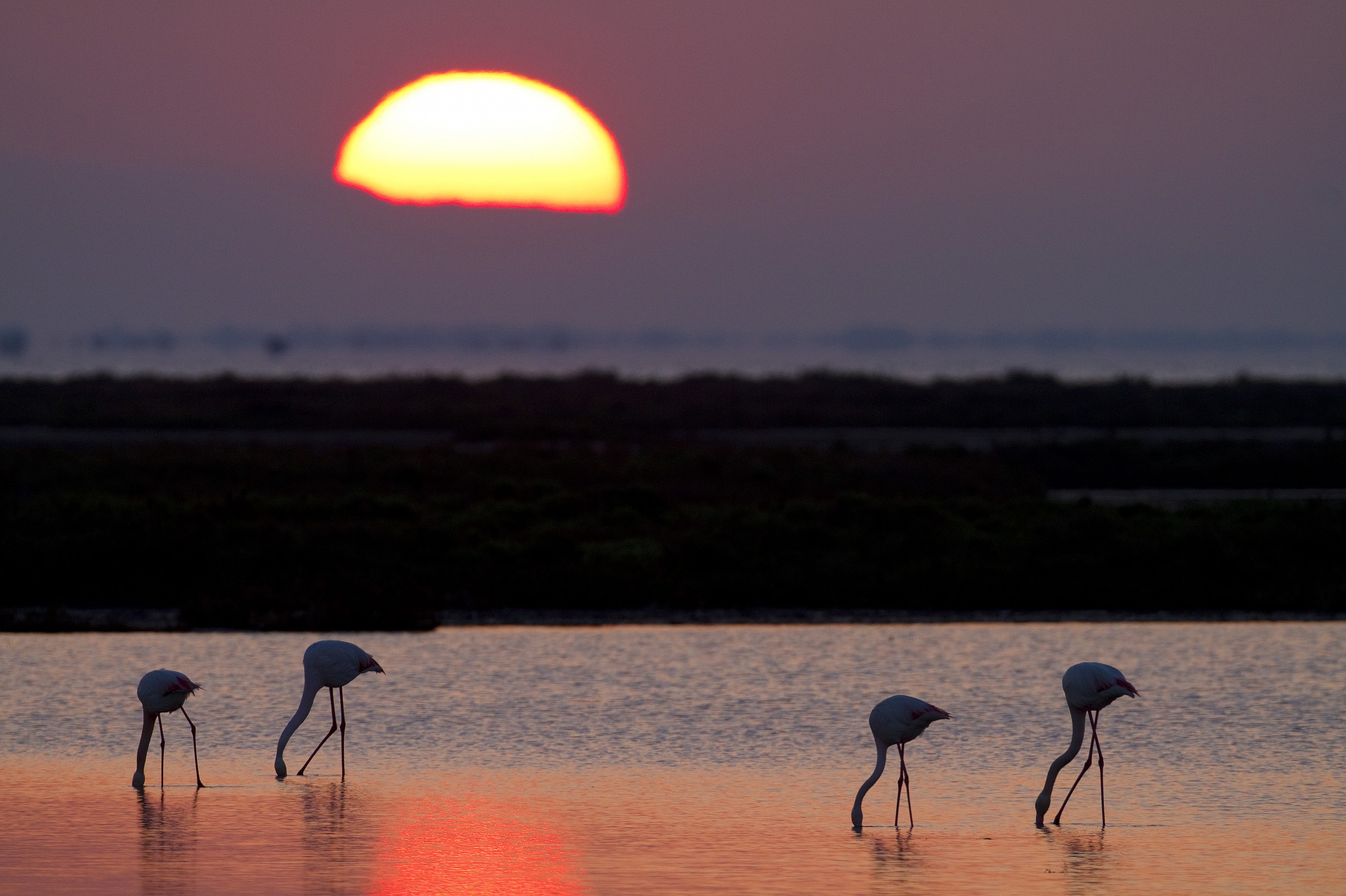 Sunrise with flamingos