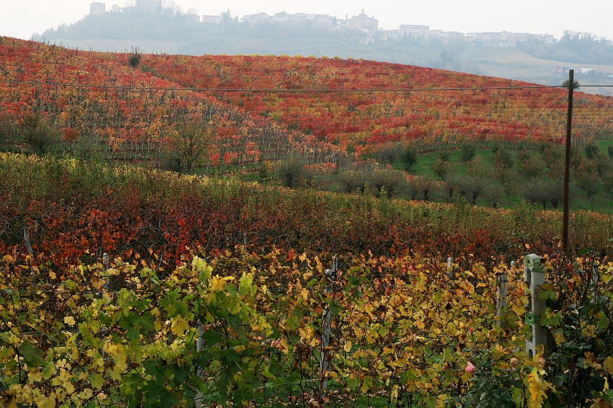 vigneti di barolo