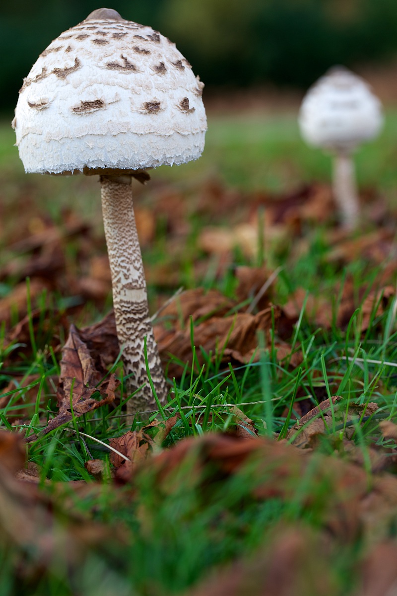 Funghi